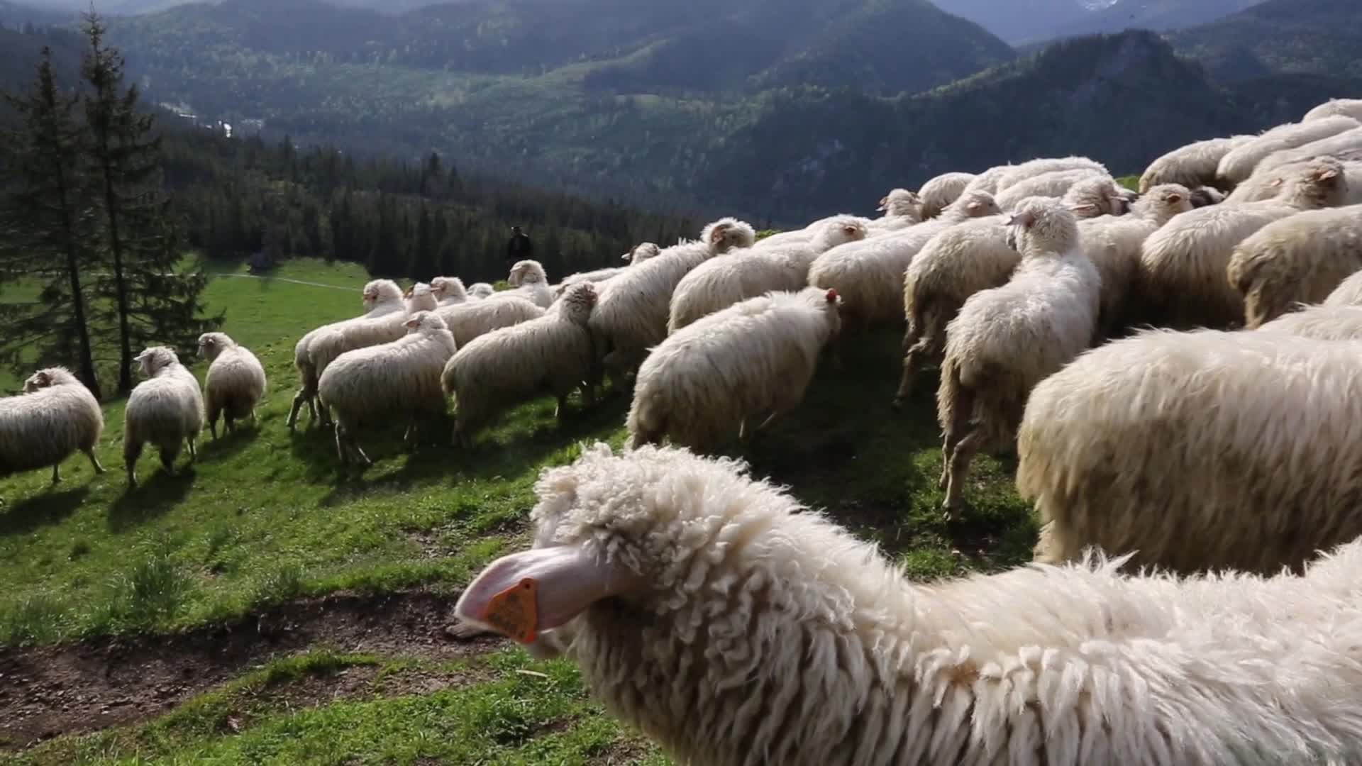 Cultural sheep grazing in high mountains in Poland