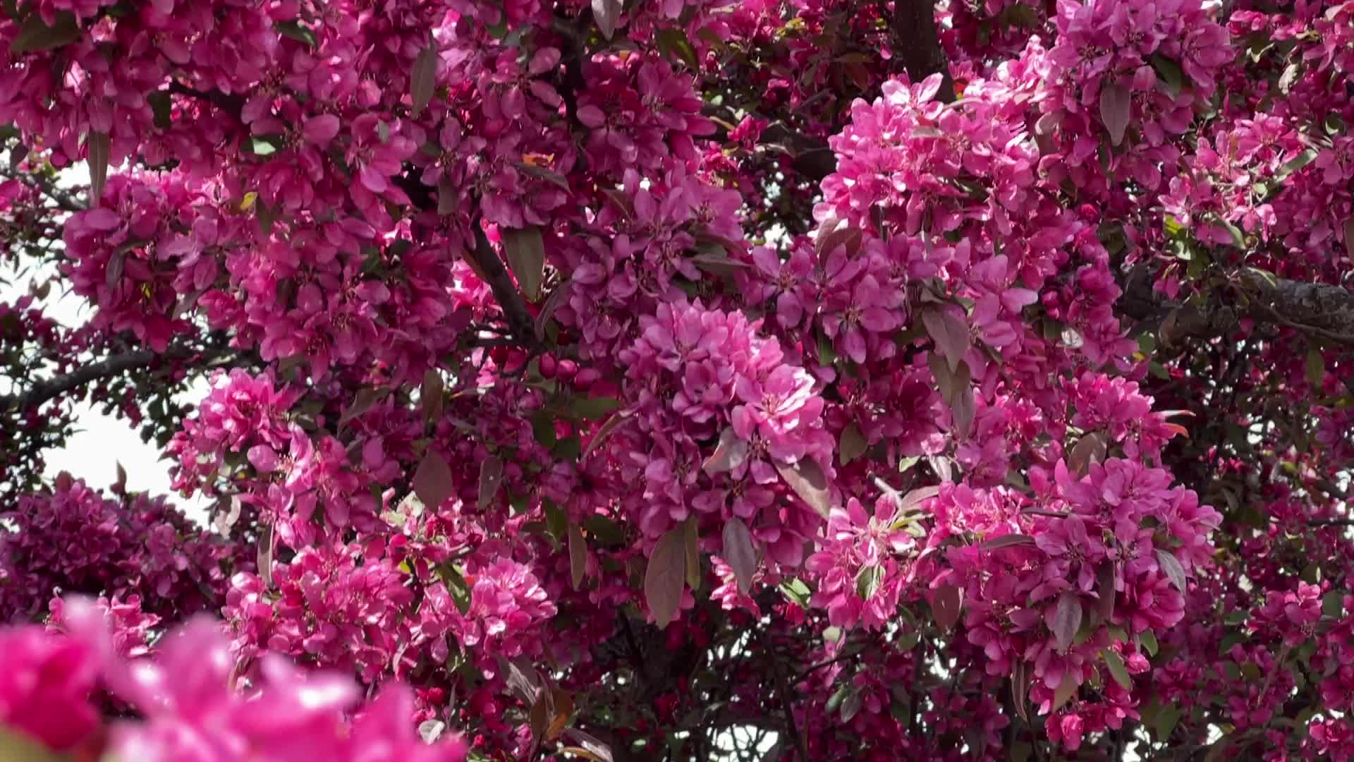 Crabapple trees flowering during the Spring season
