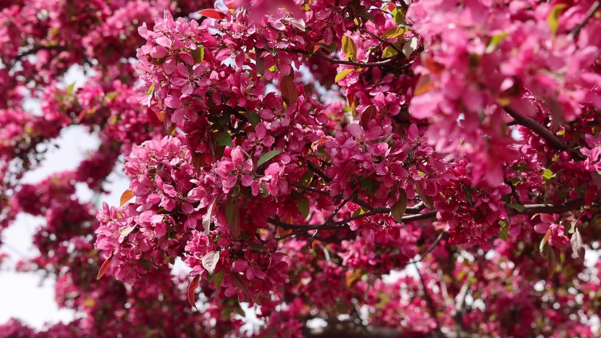 Crabapple trees flowering during the Spring season