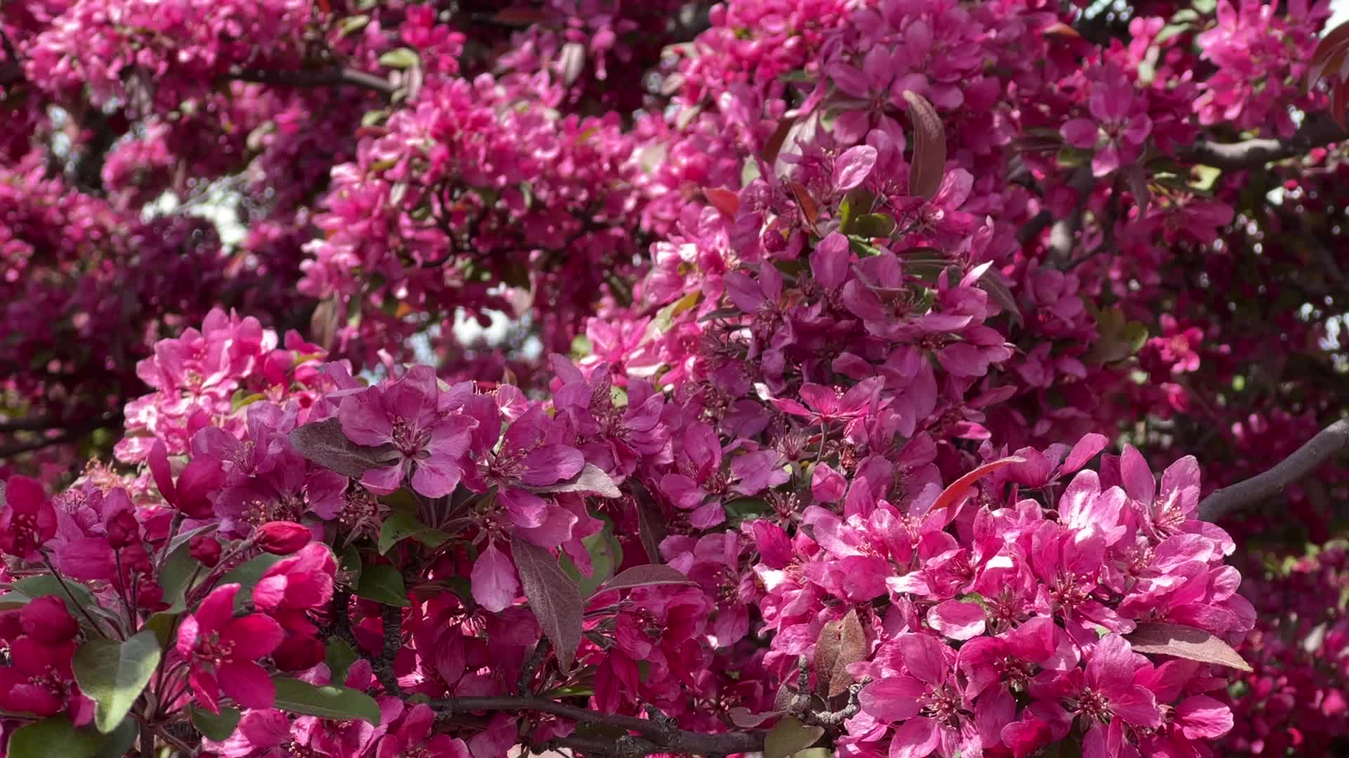 Crabapple trees flowering during the Spring season