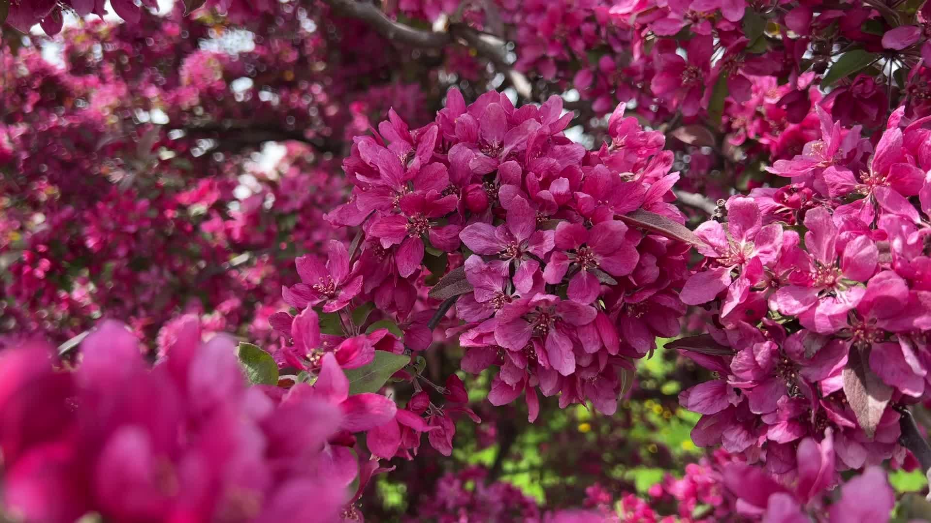 Crabapple trees flowering during the Spring season