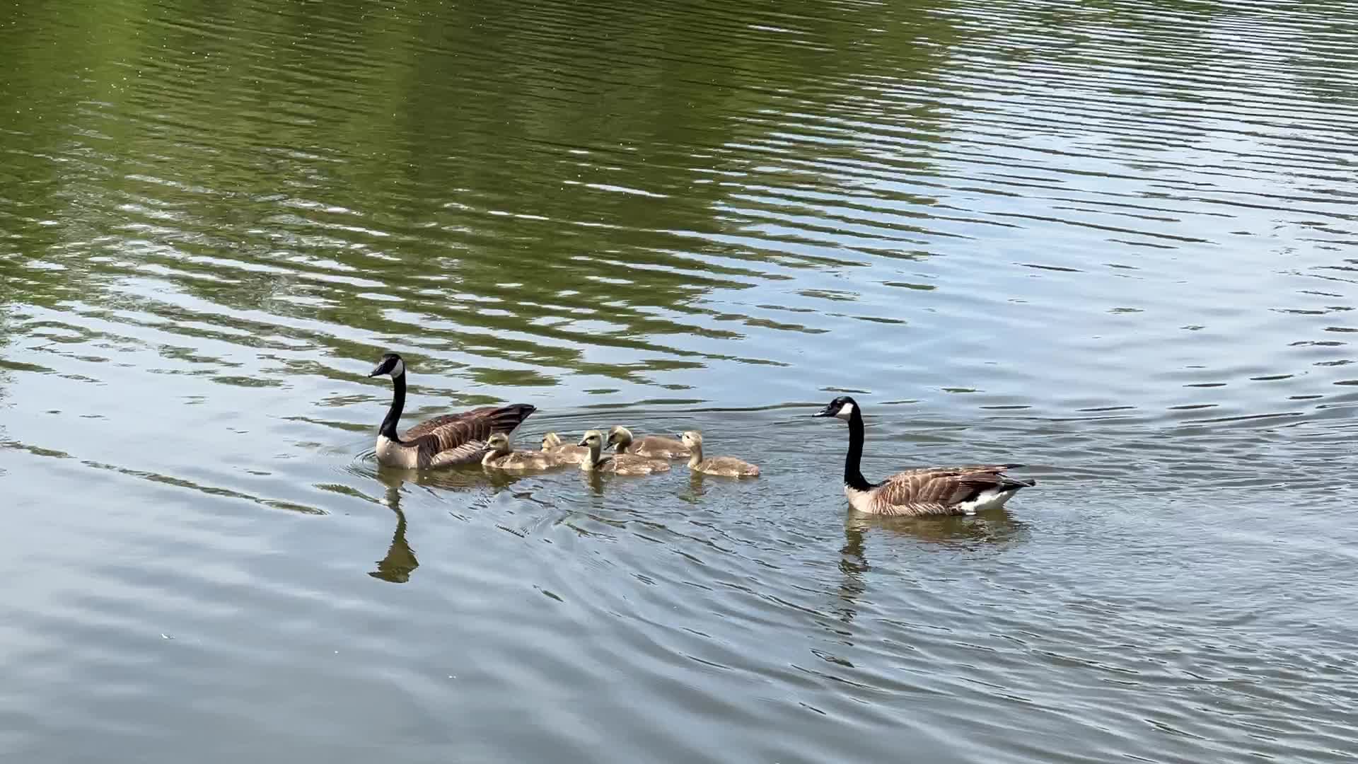 Canada Geese and goslings