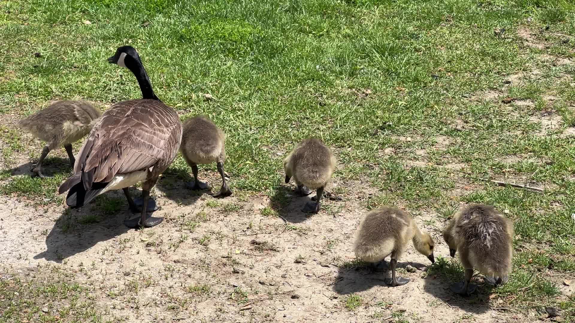 Canada Geese and goslings