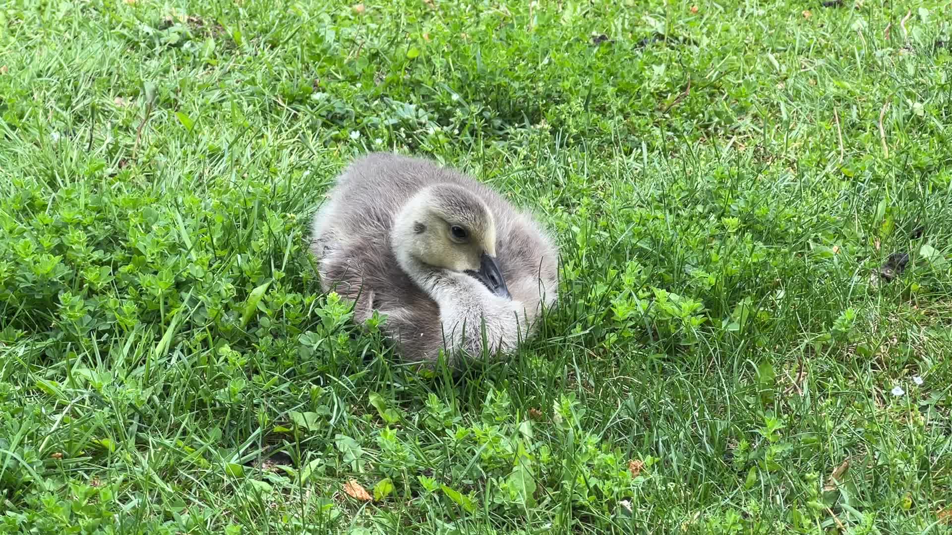 Canada Geese and goslings