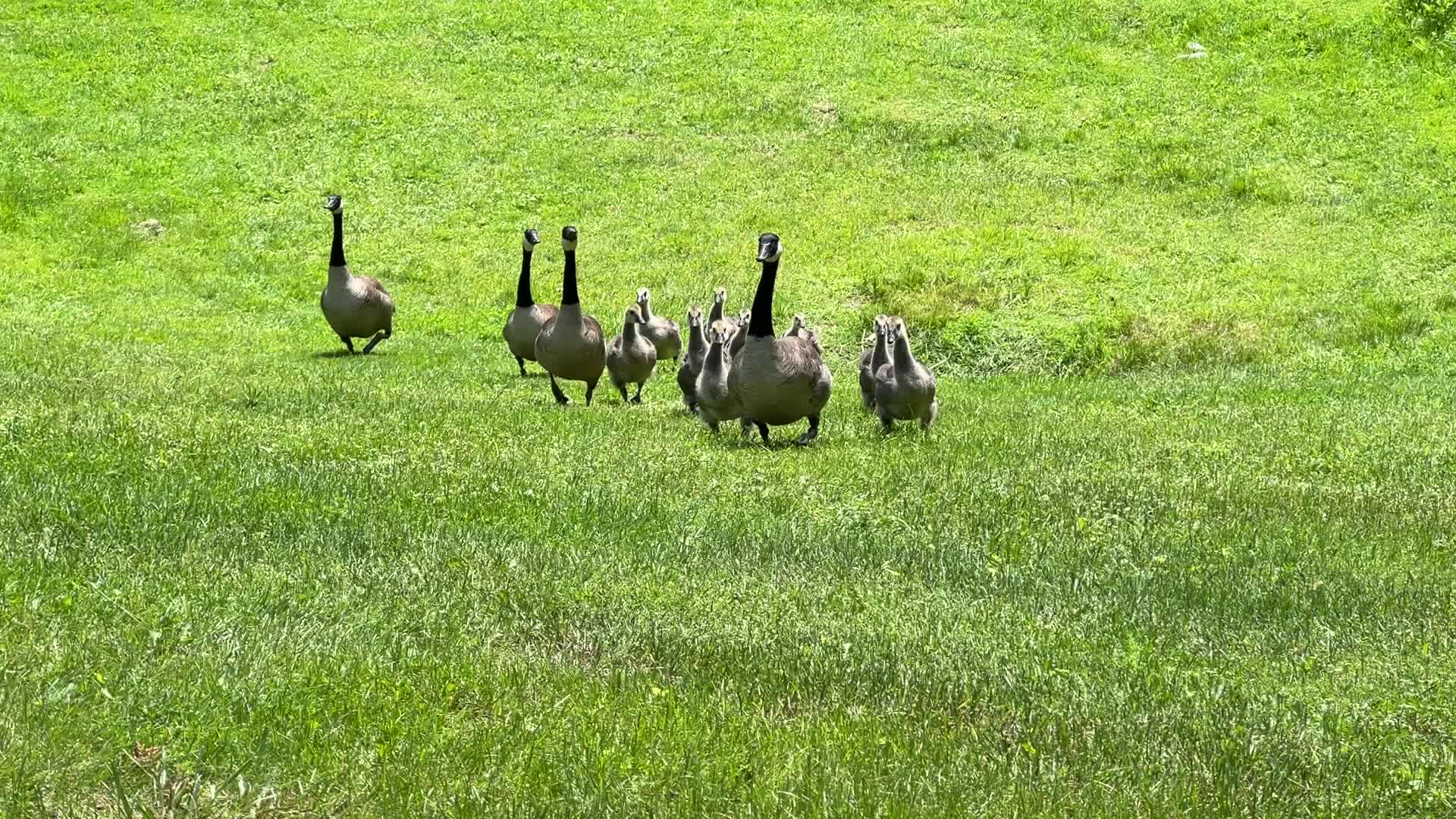 Canada Geese and goslings