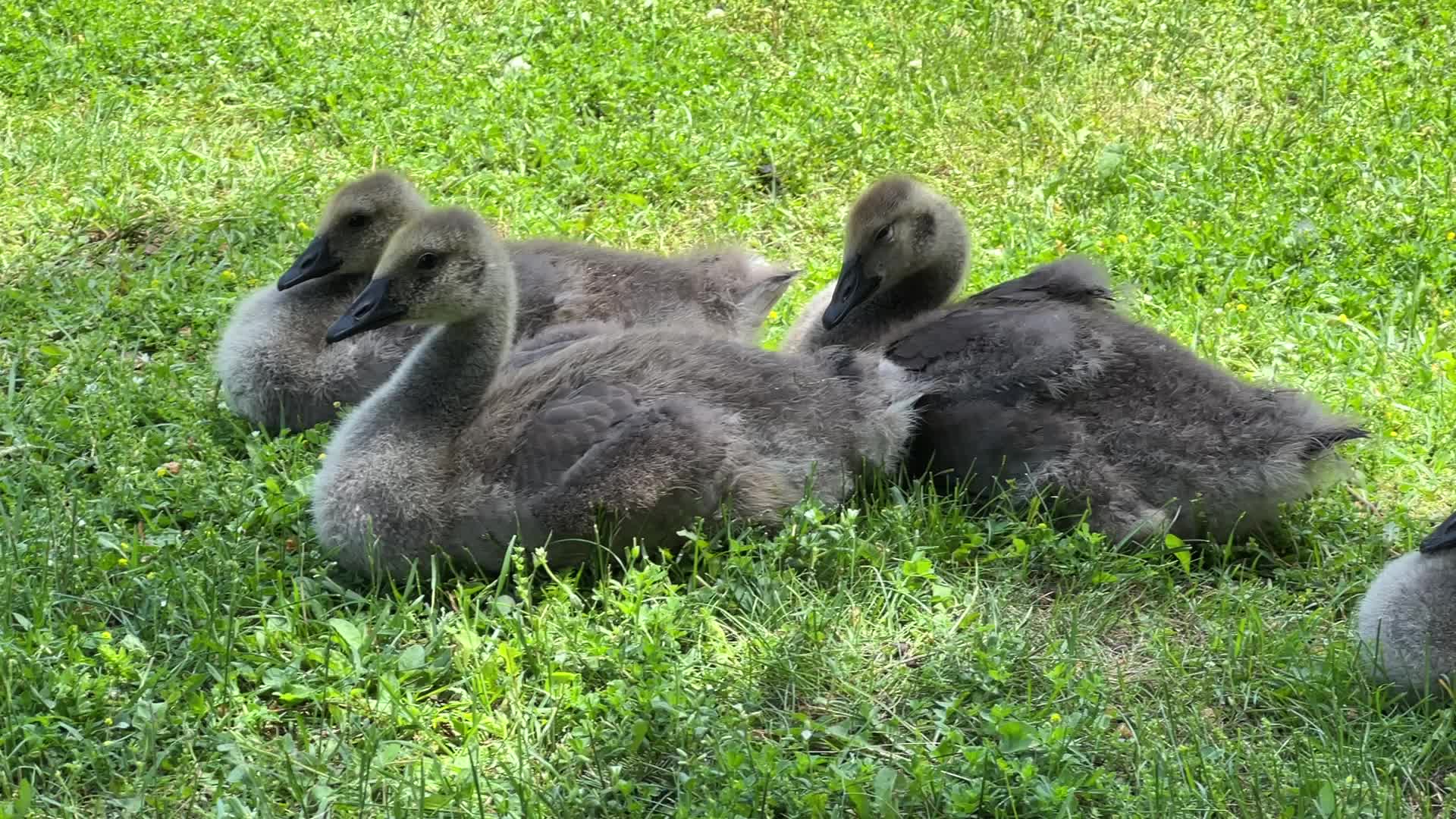 Canada Geese and goslings