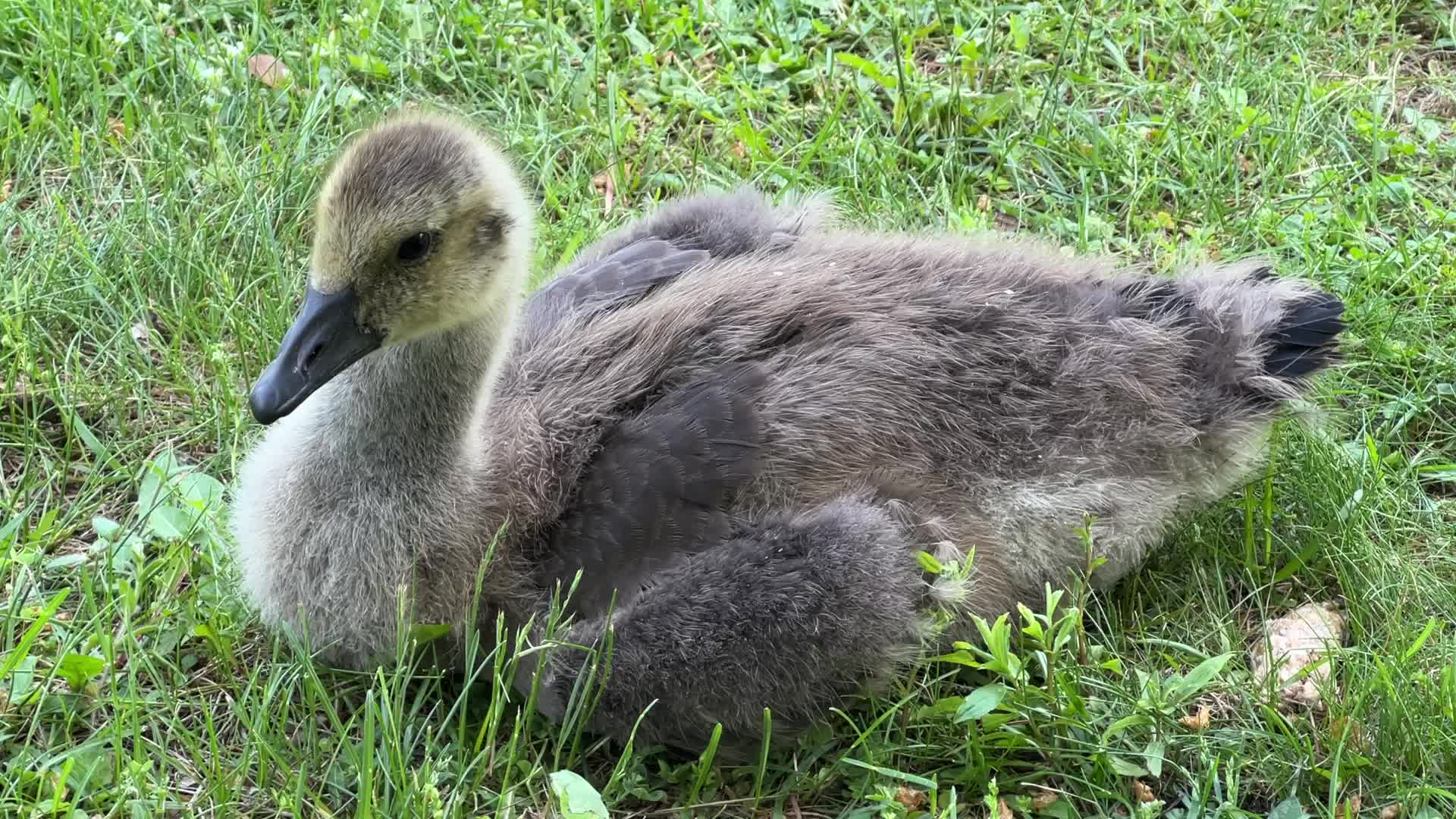 Canada Geese and goslings