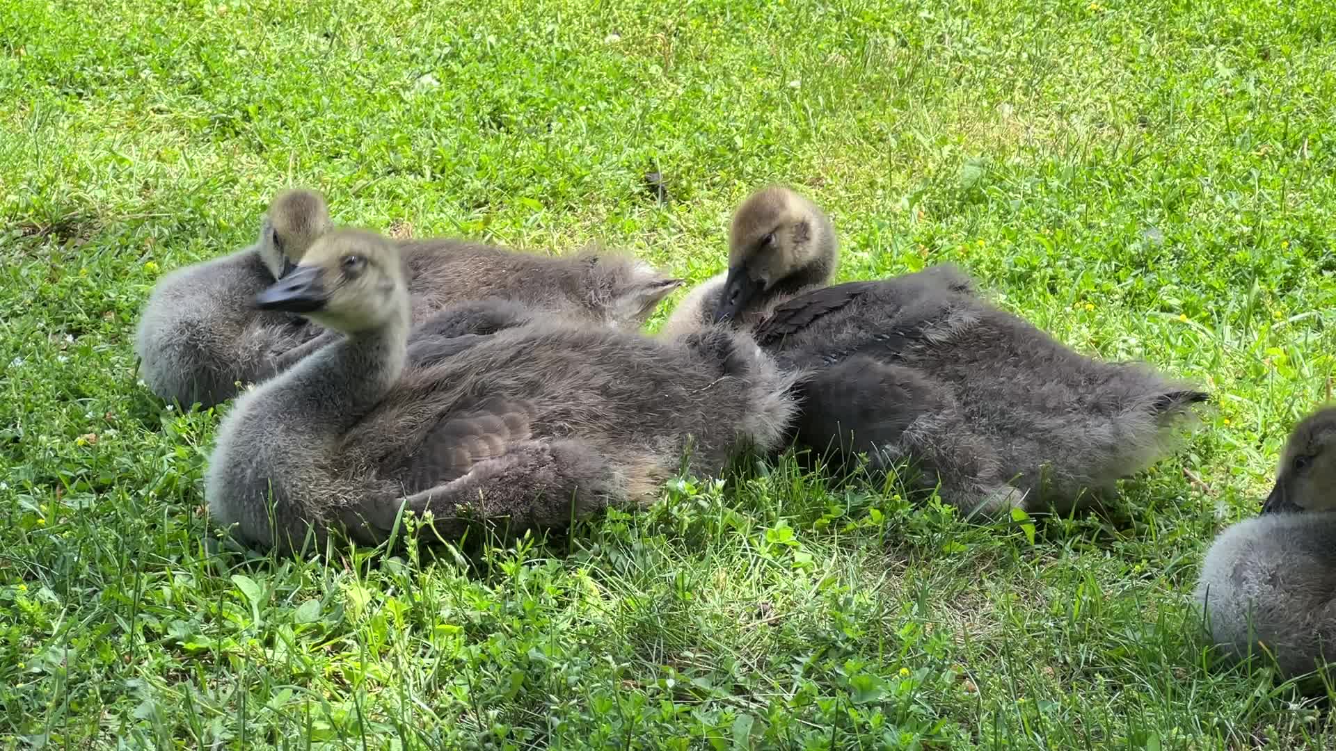 Canada Geese and goslings