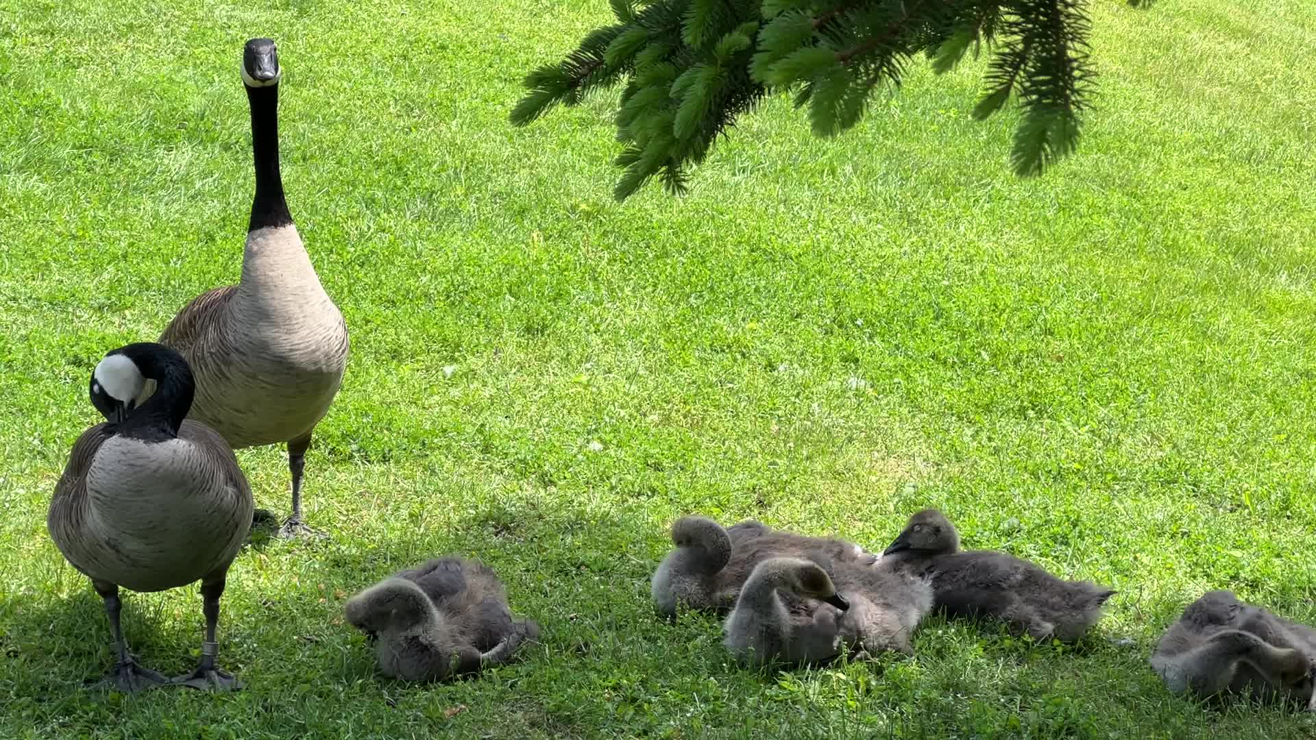 Canada Geese and goslings