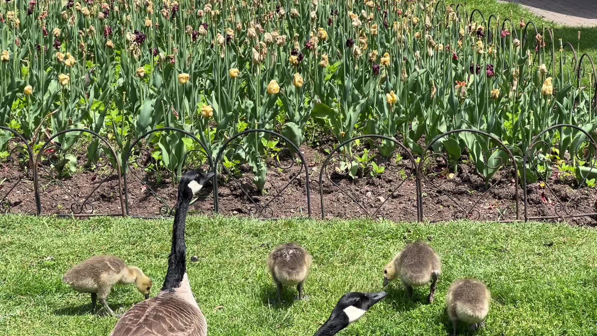 Canada Geese and goslings