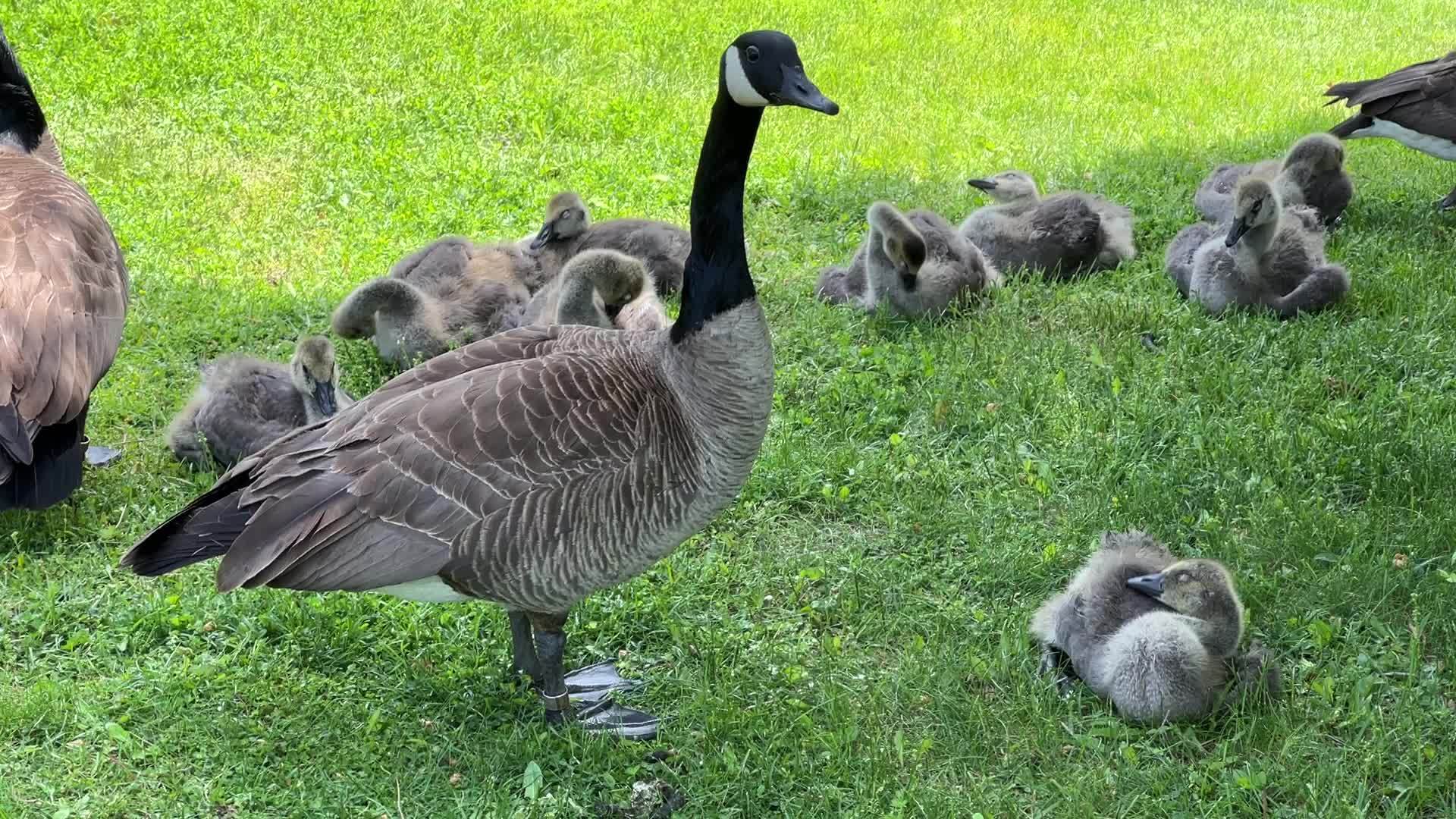 Canada Geese and goslings