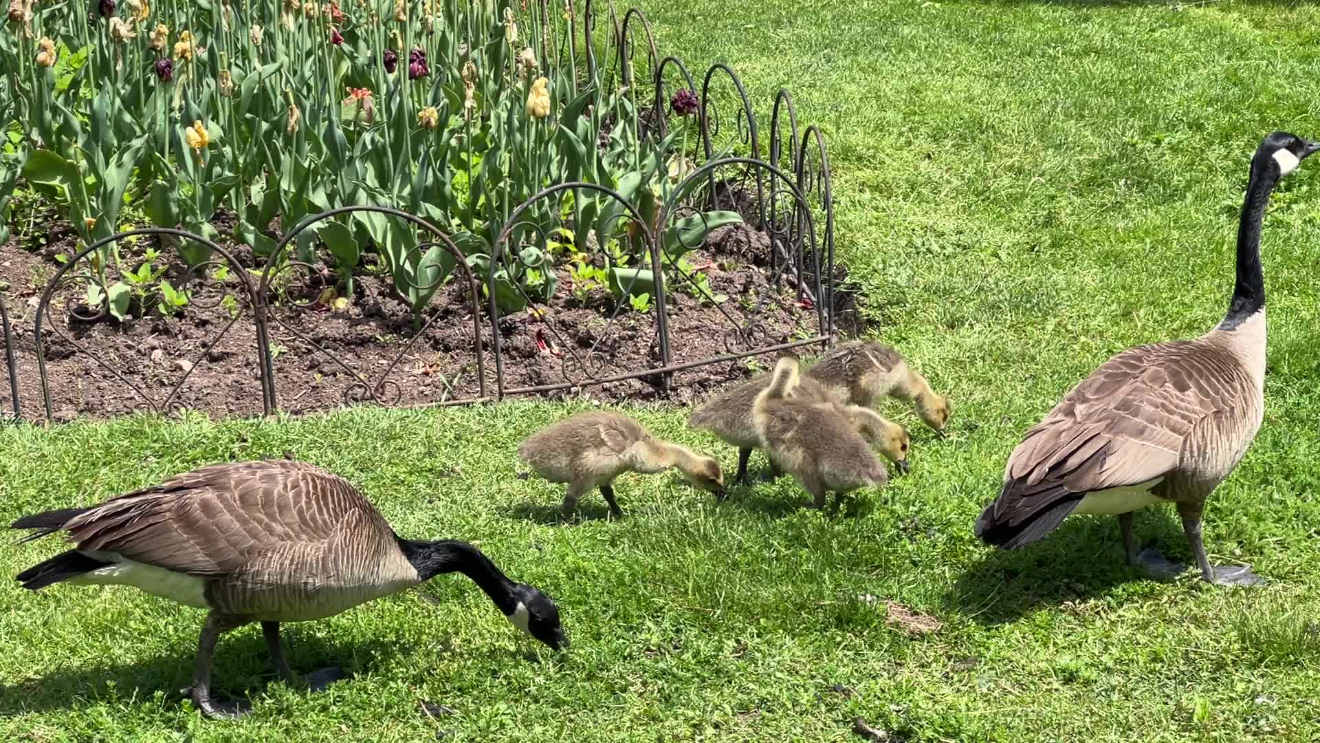 Canada Geese and goslings