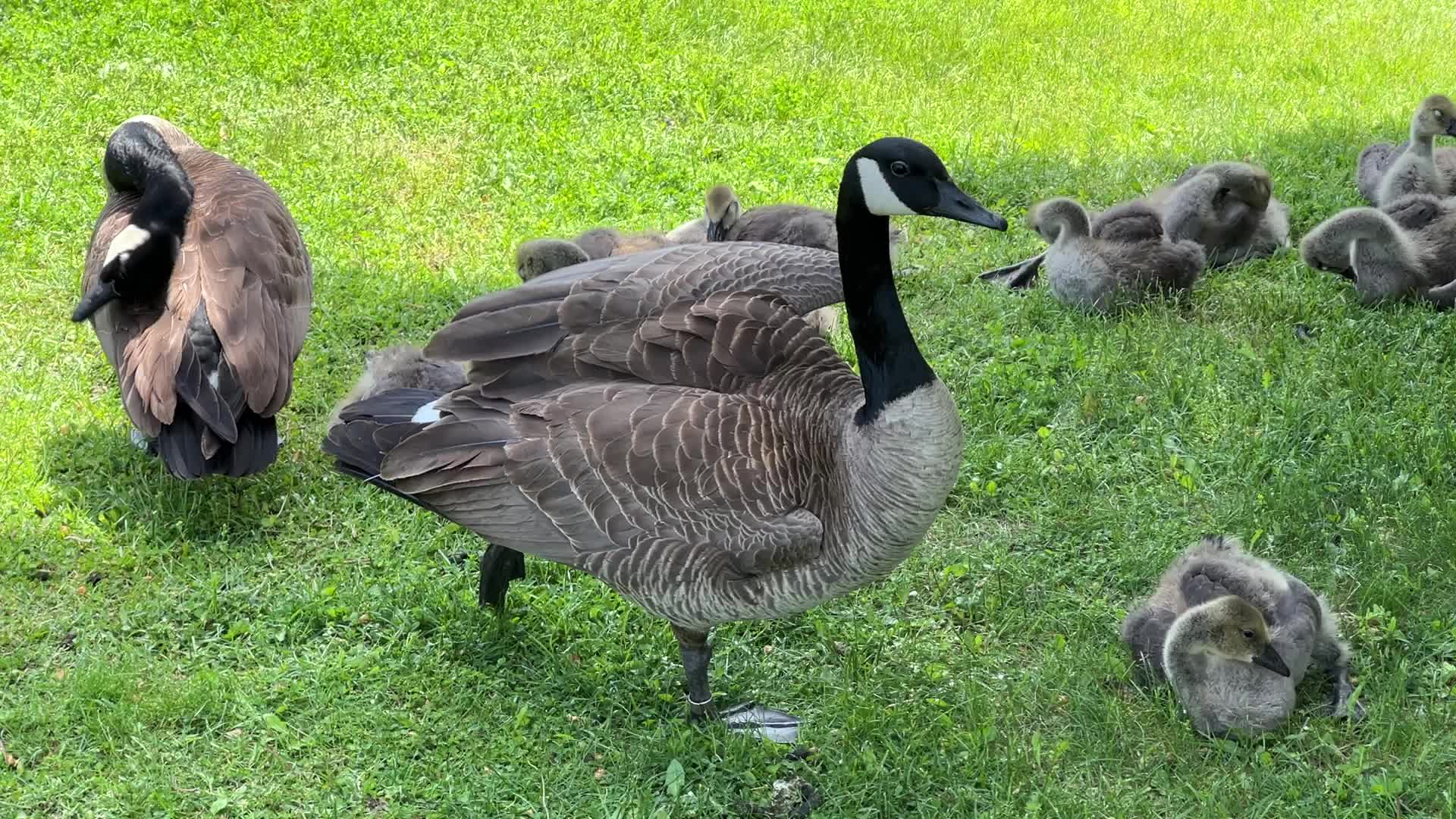 Canada Geese and goslings