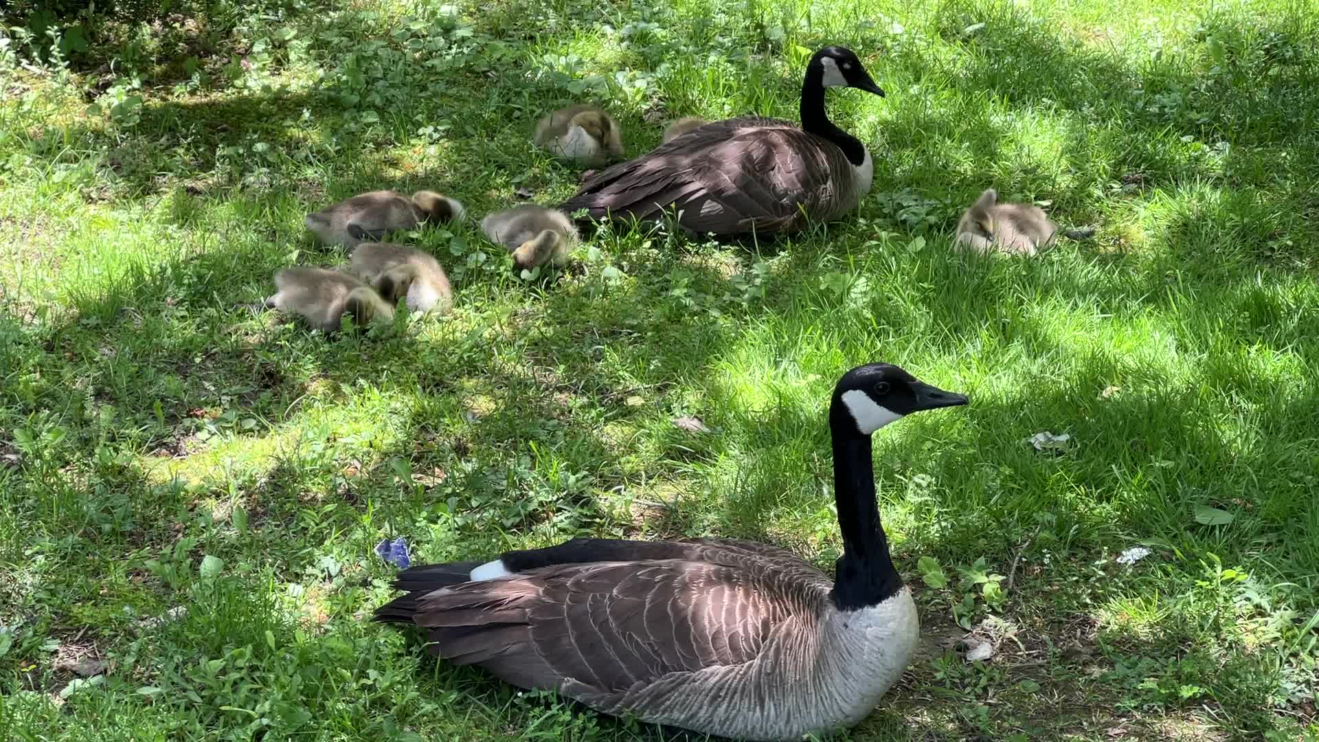 Canada Geese and goslings