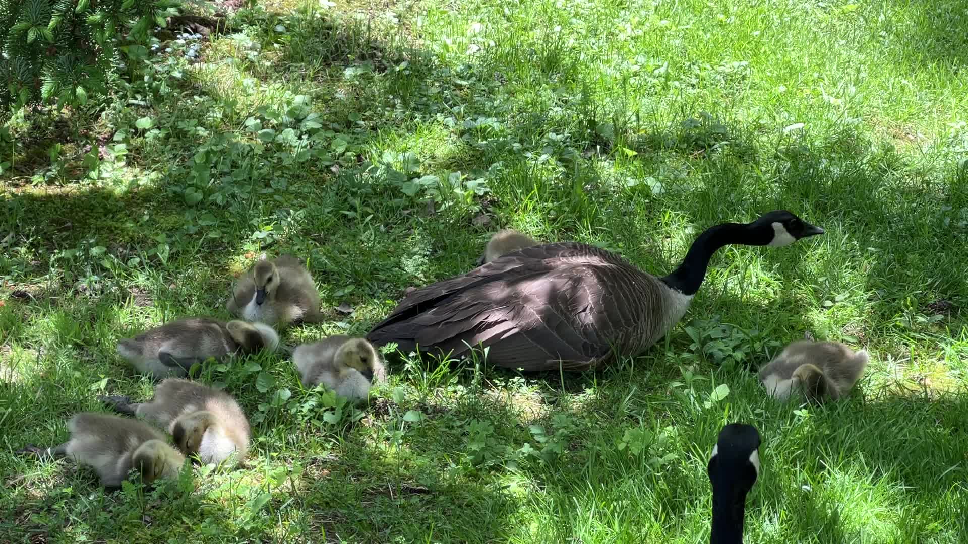 Canada Geese and goslings