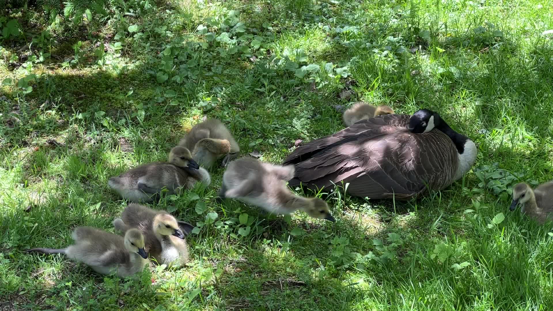 Canada Geese and goslings