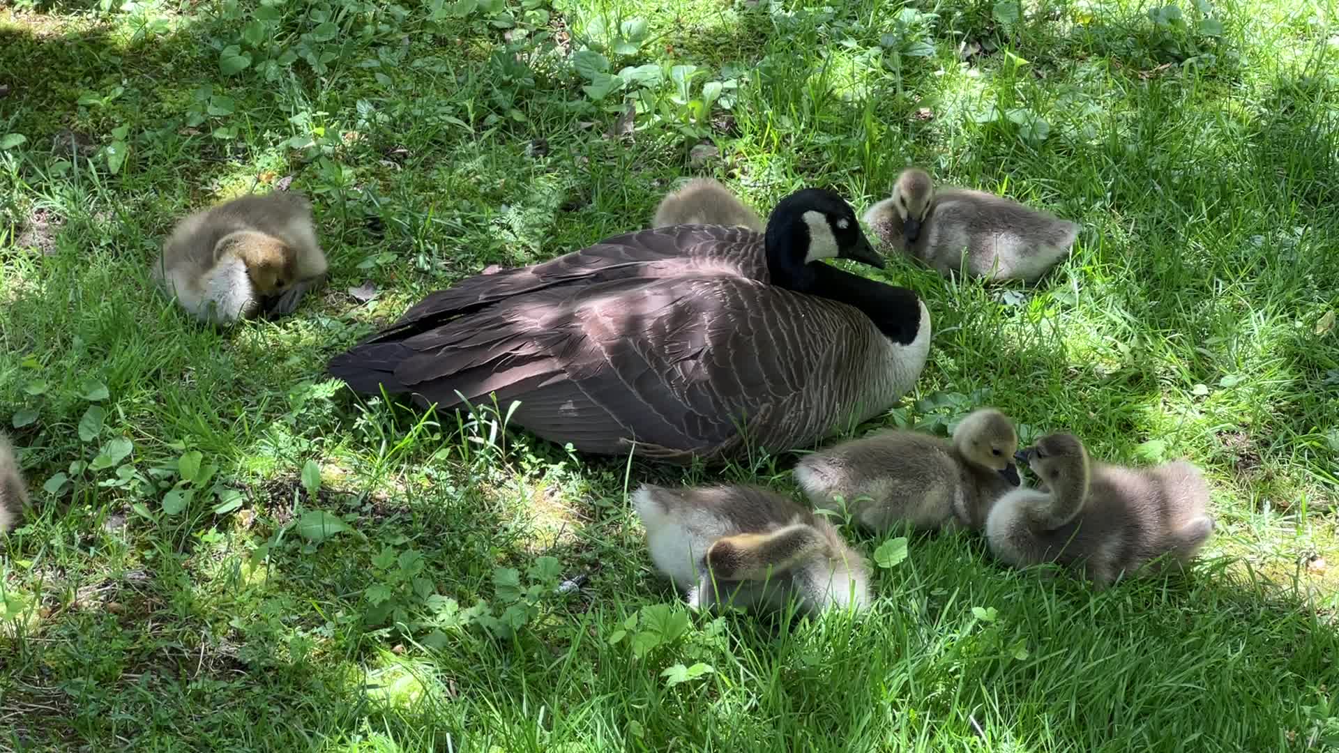 Canada Geese and goslings