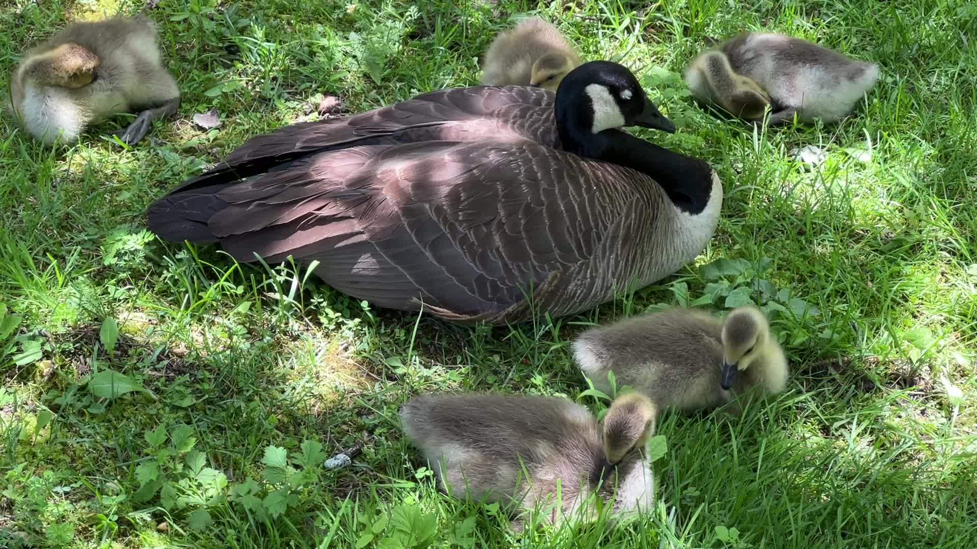 Canada Geese and goslings