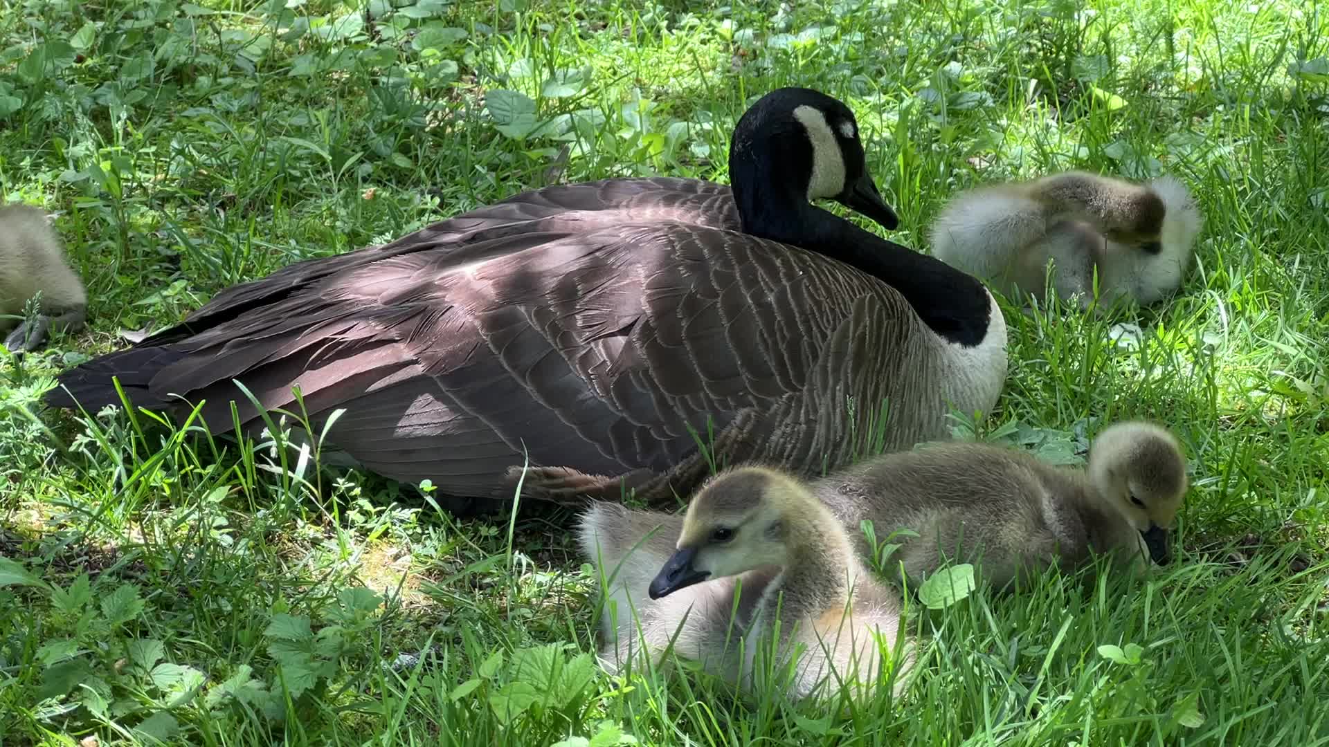 Canada Geese and goslings