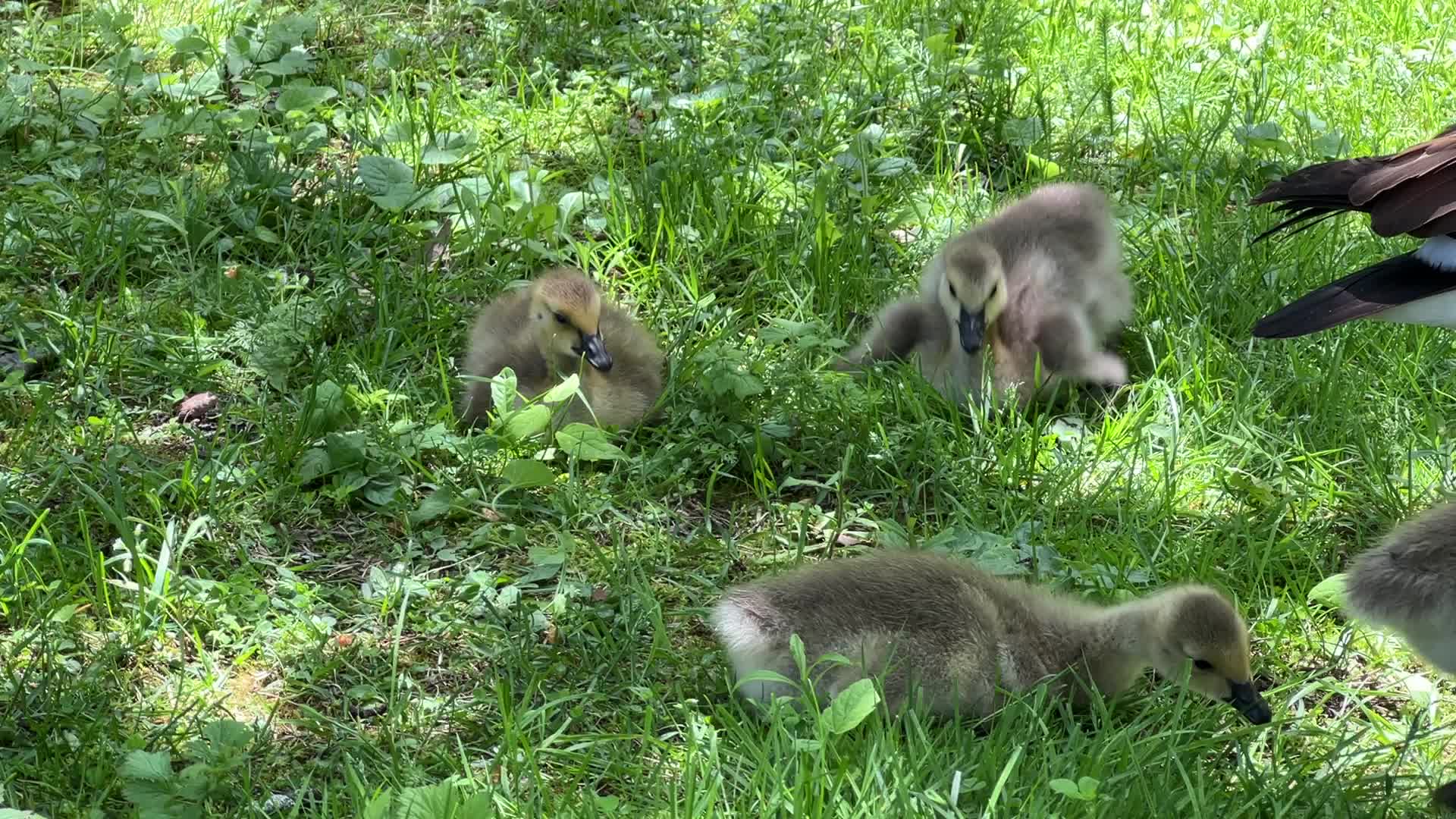 Canada Geese and goslings