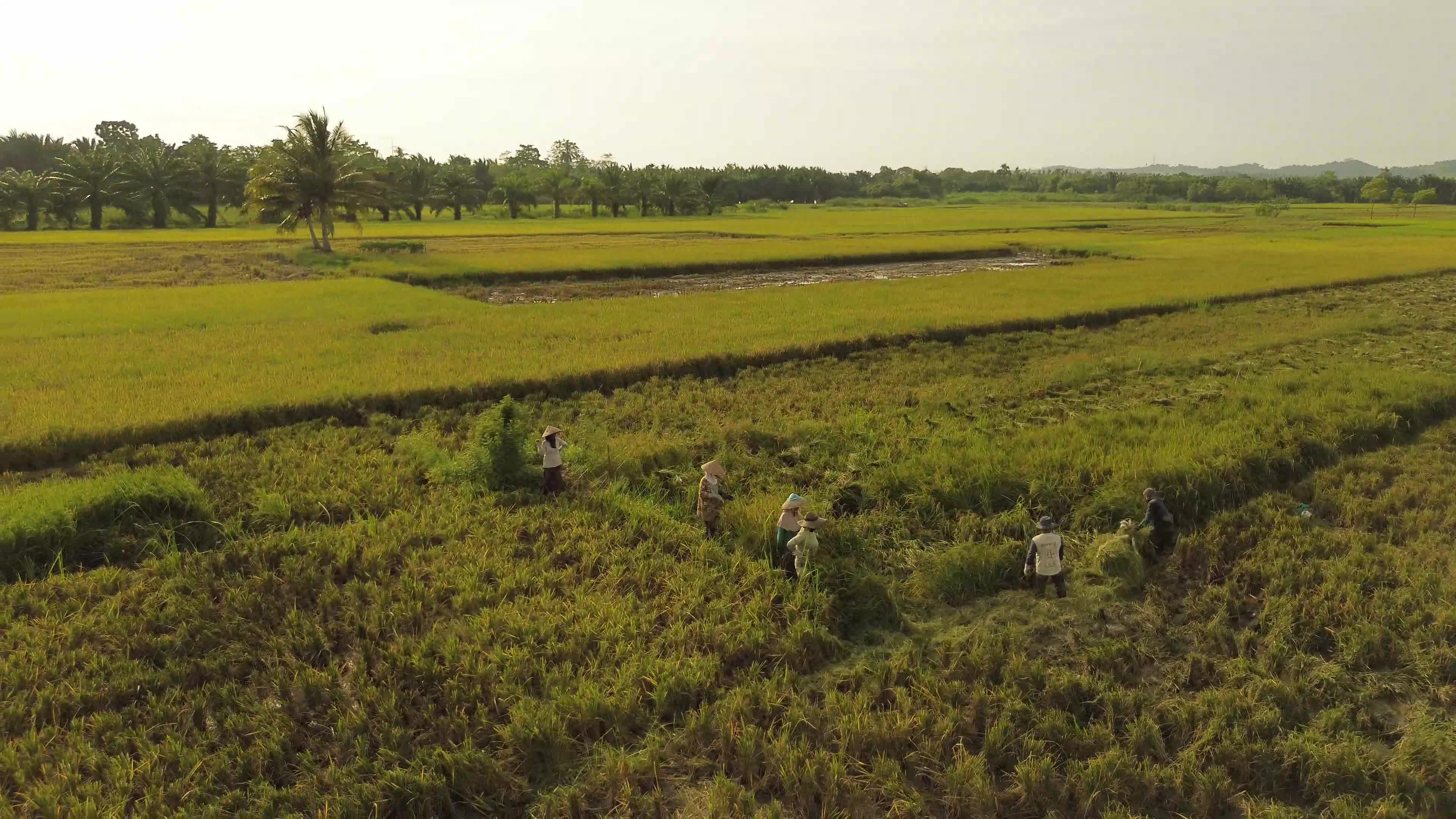 Rice Harvest in Aceh
