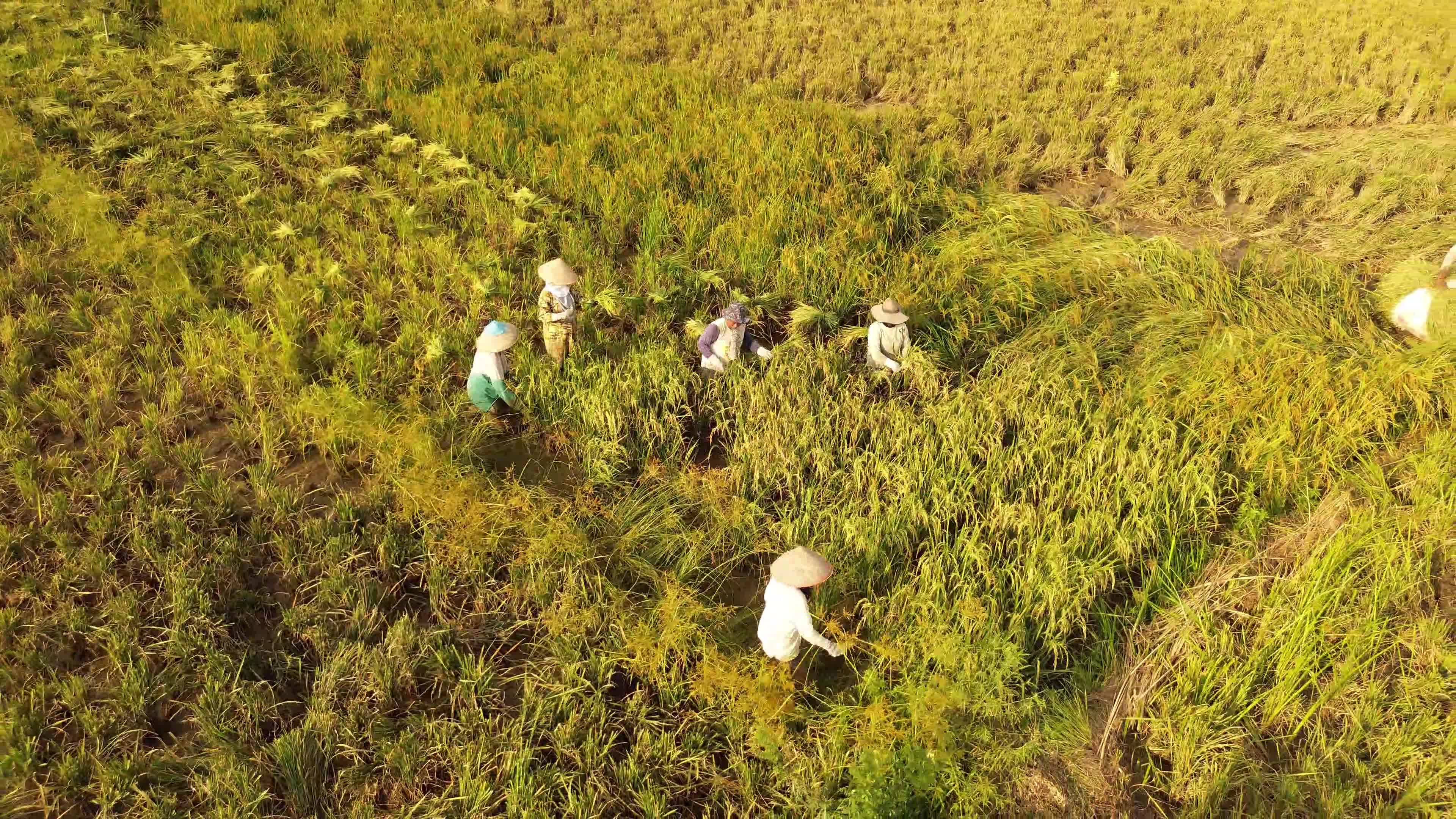 Rice Harvest in Aceh
