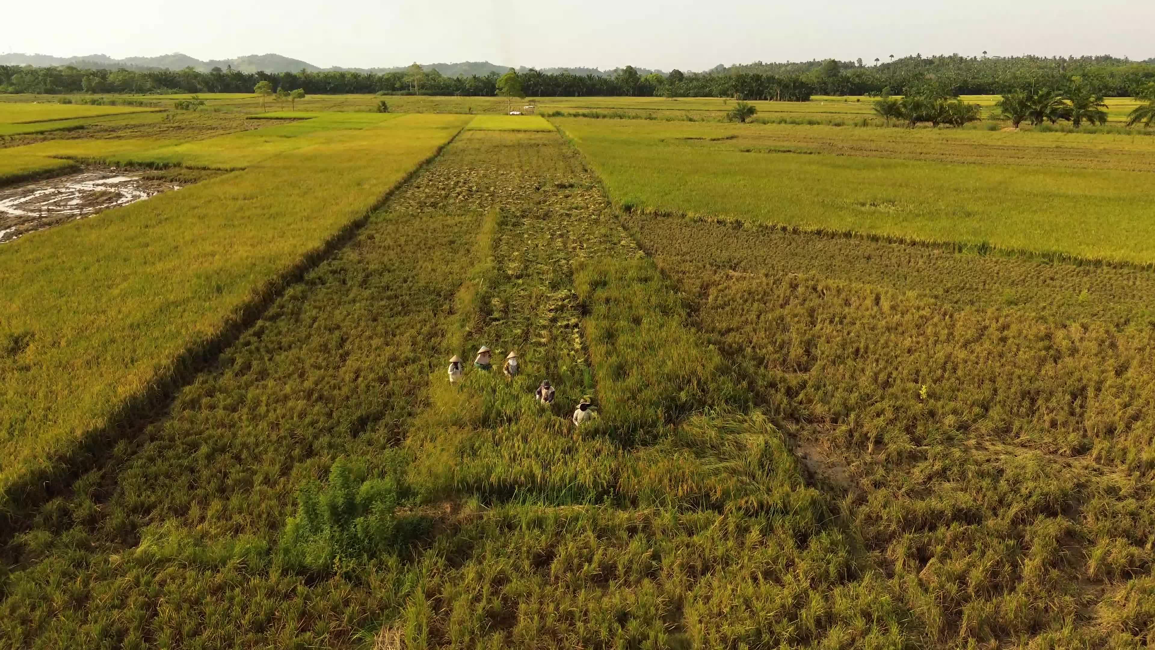 Rice Harvest in Aceh
