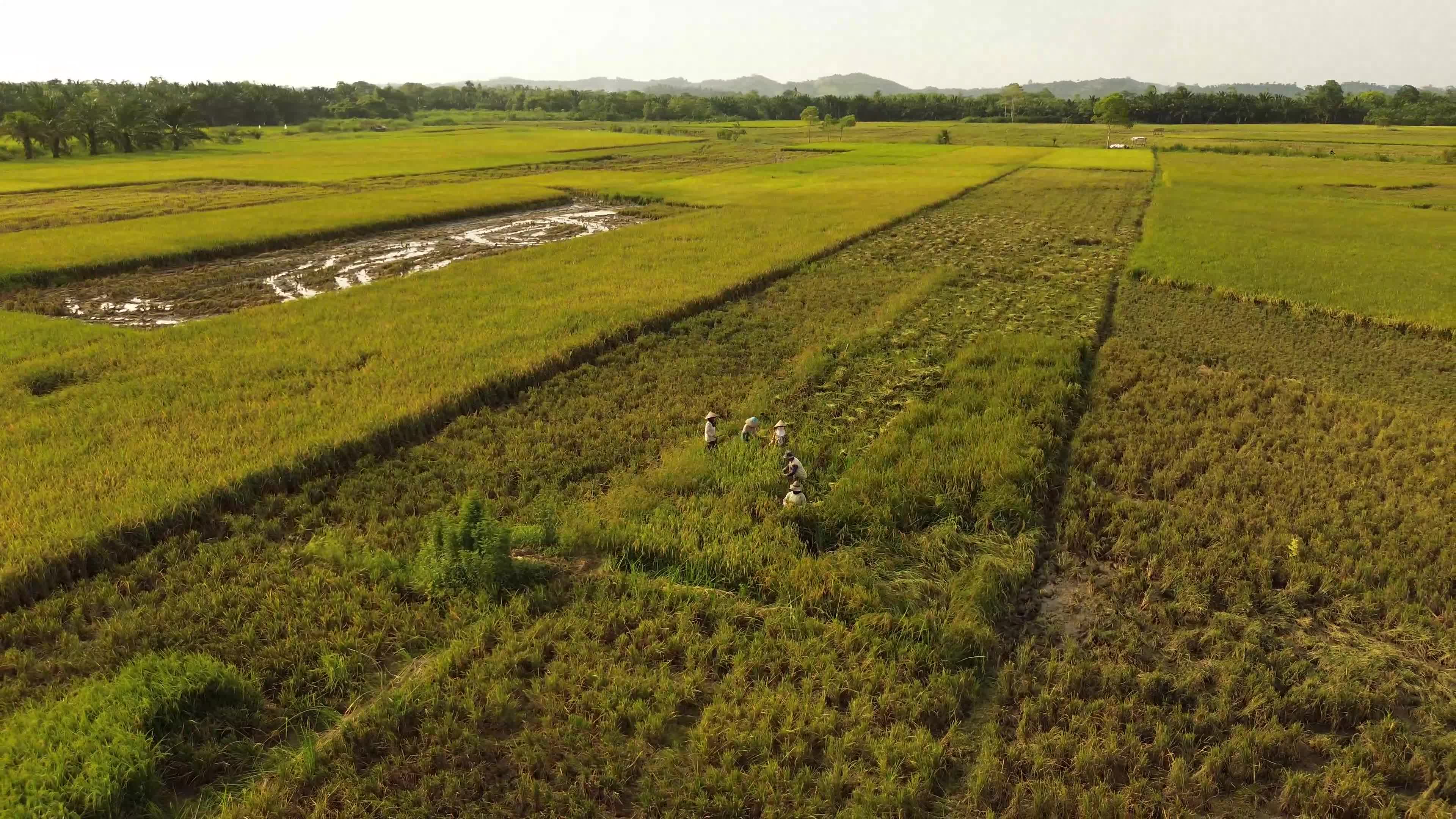 Rice Harvest in Aceh
