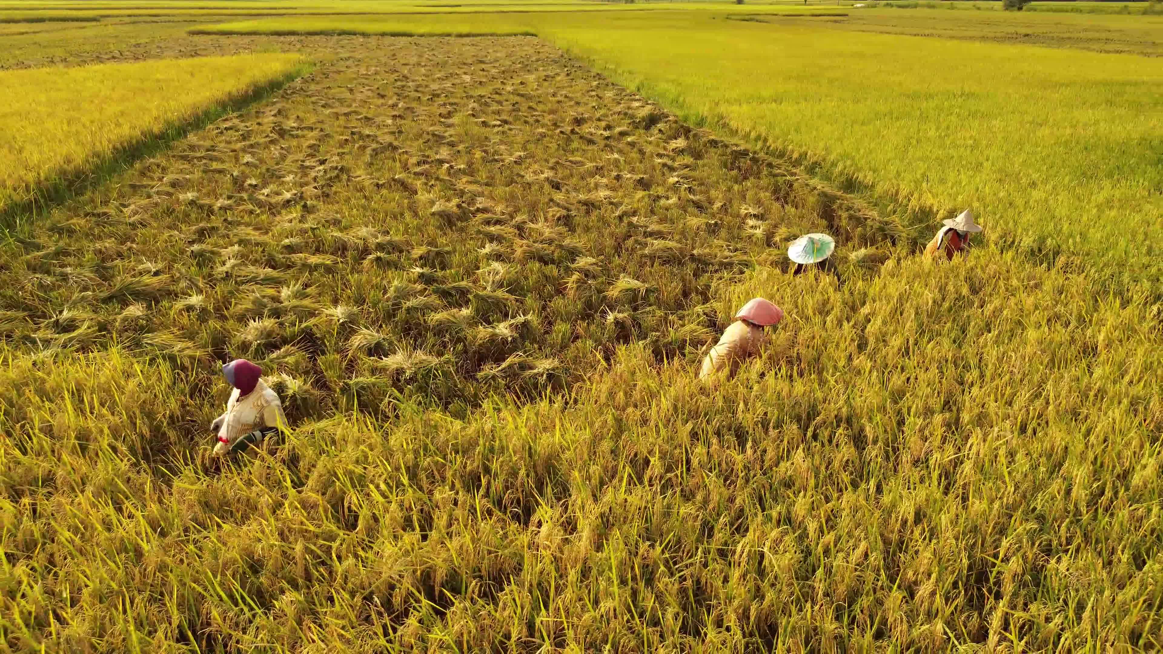 Rice Harvest in Aceh
