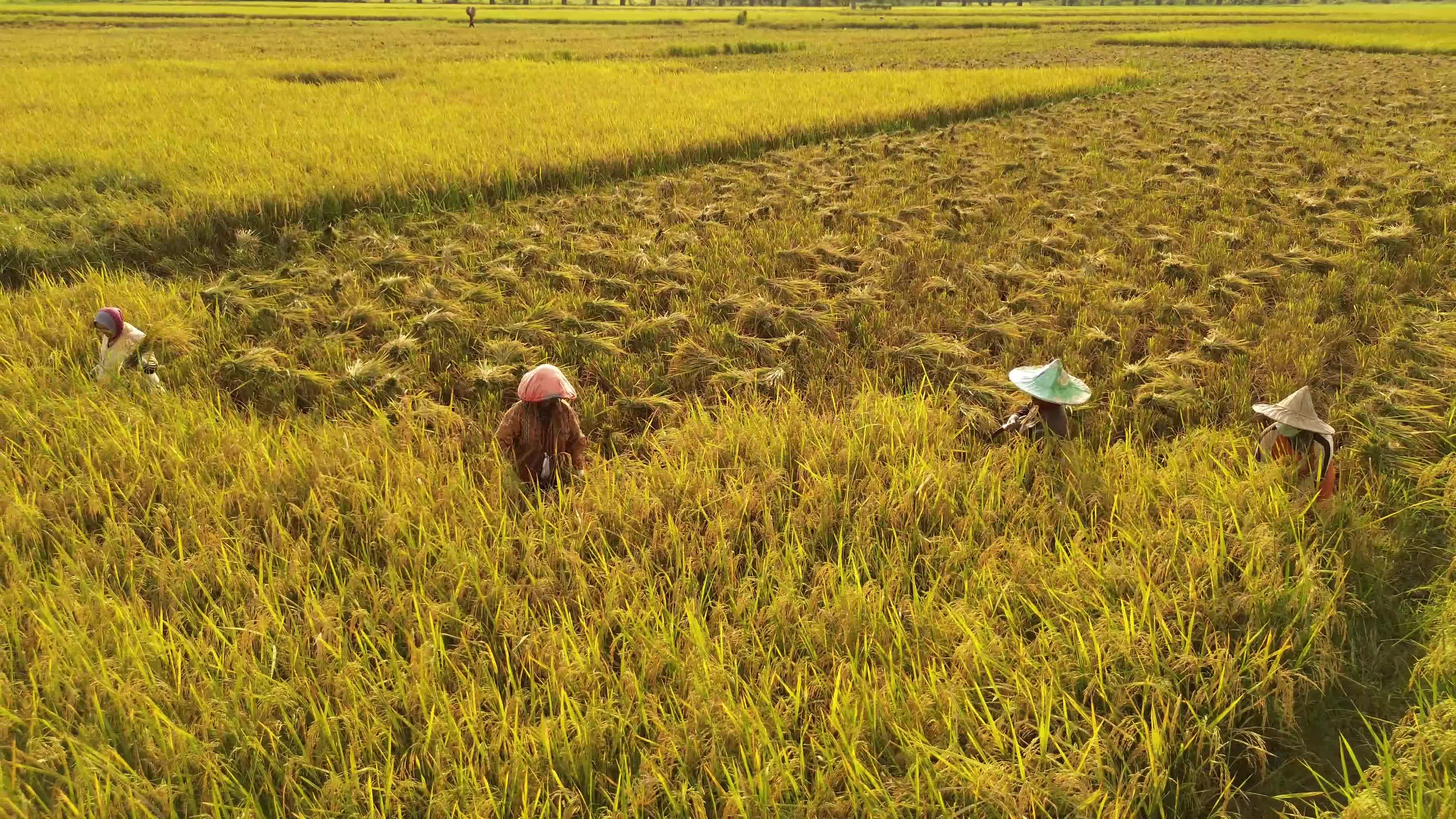 Rice Harvest in Aceh
