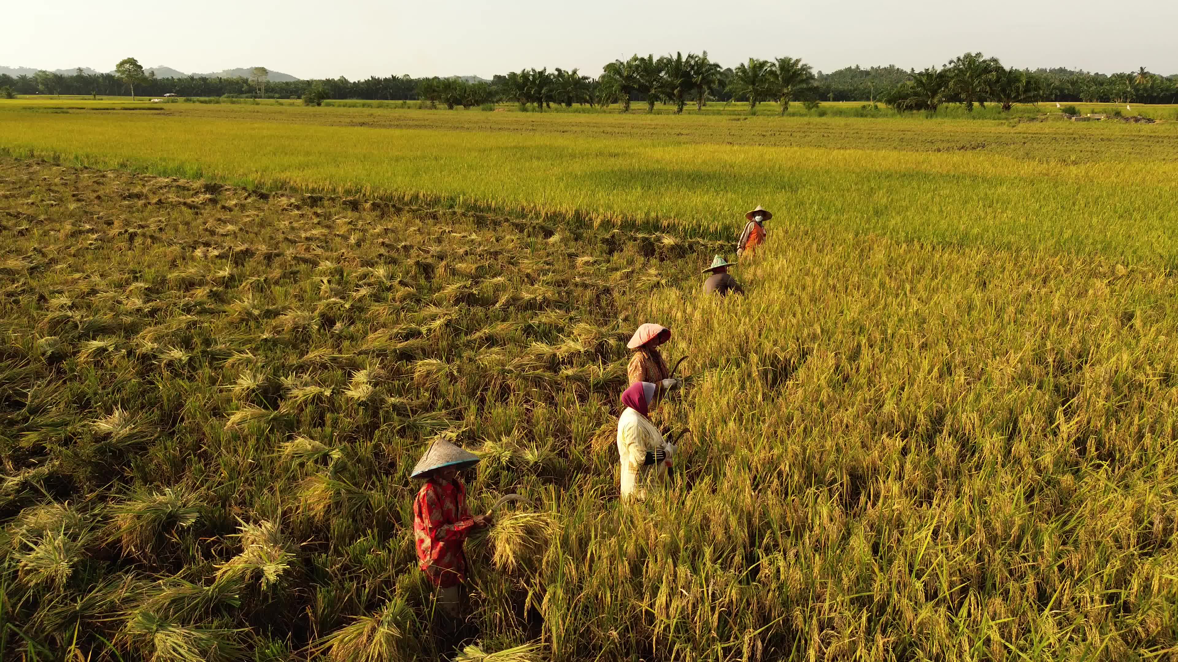Rice Harvest in Aceh

