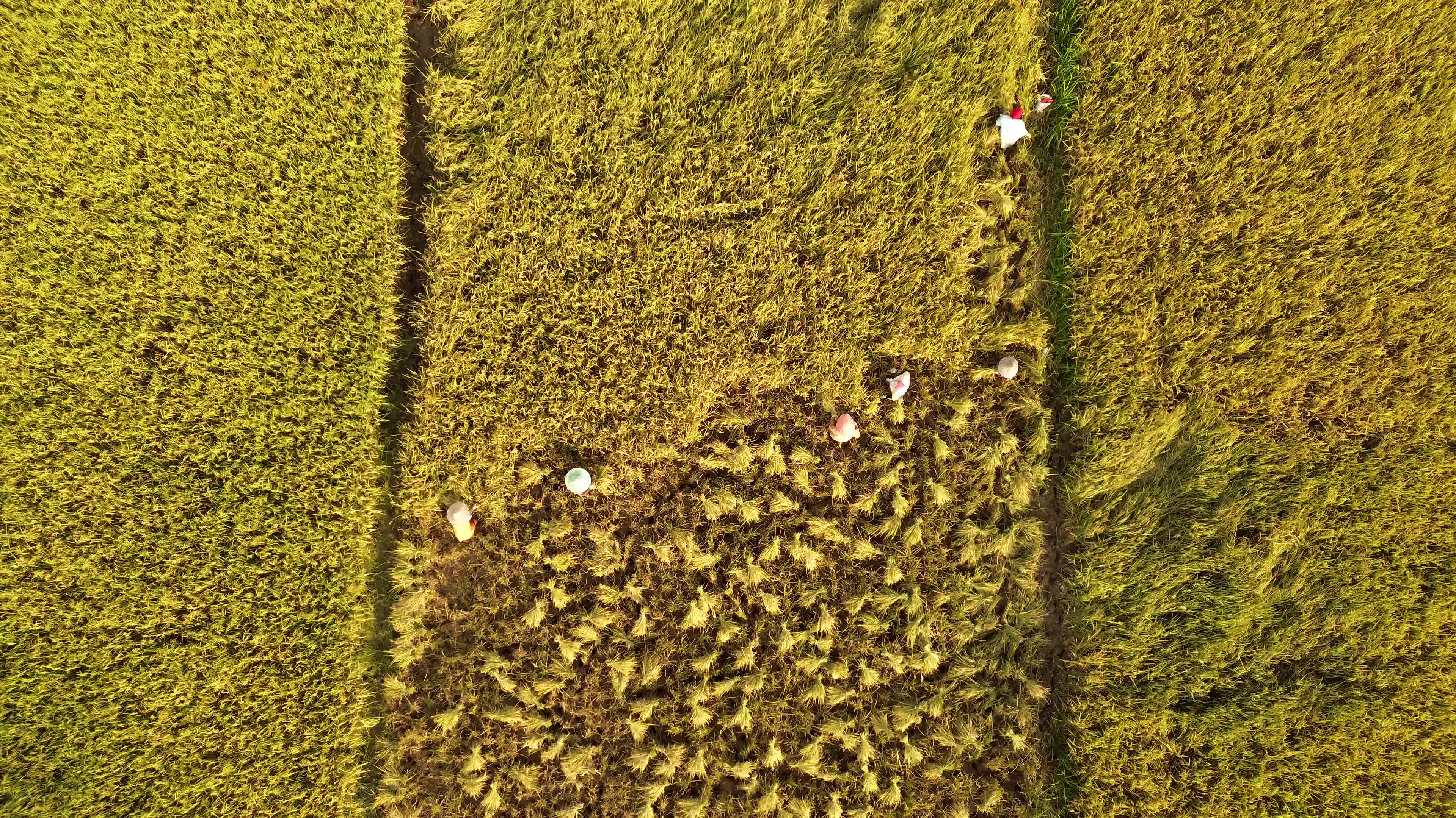 Rice Harvest in Aceh
