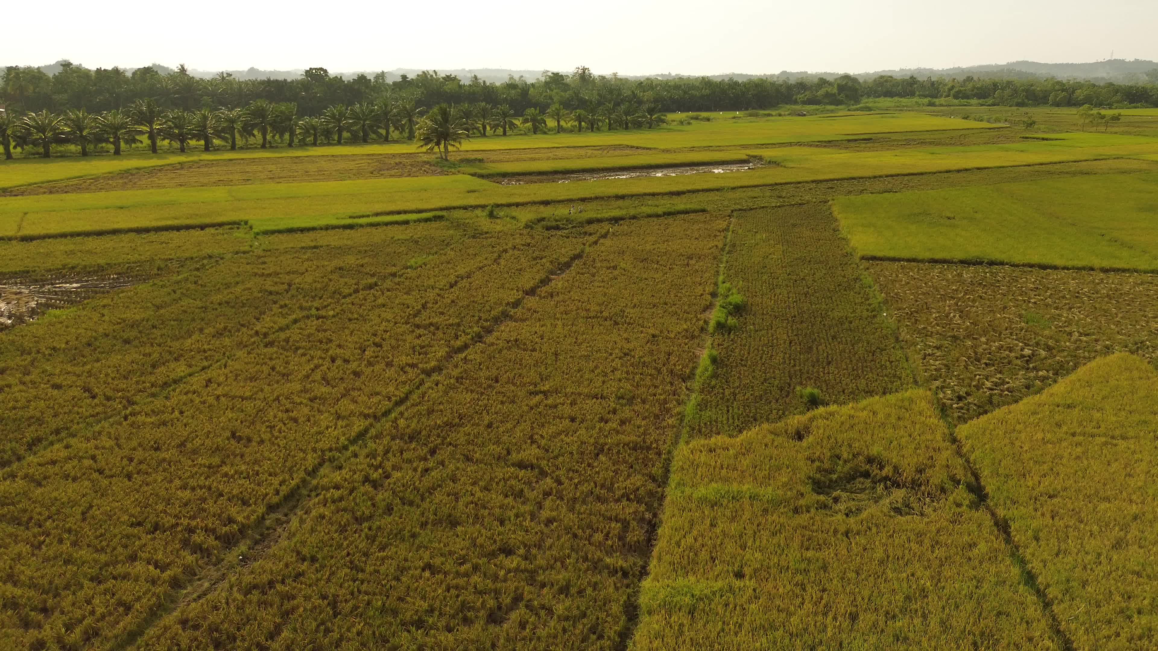 Rice Harvest in Aceh

