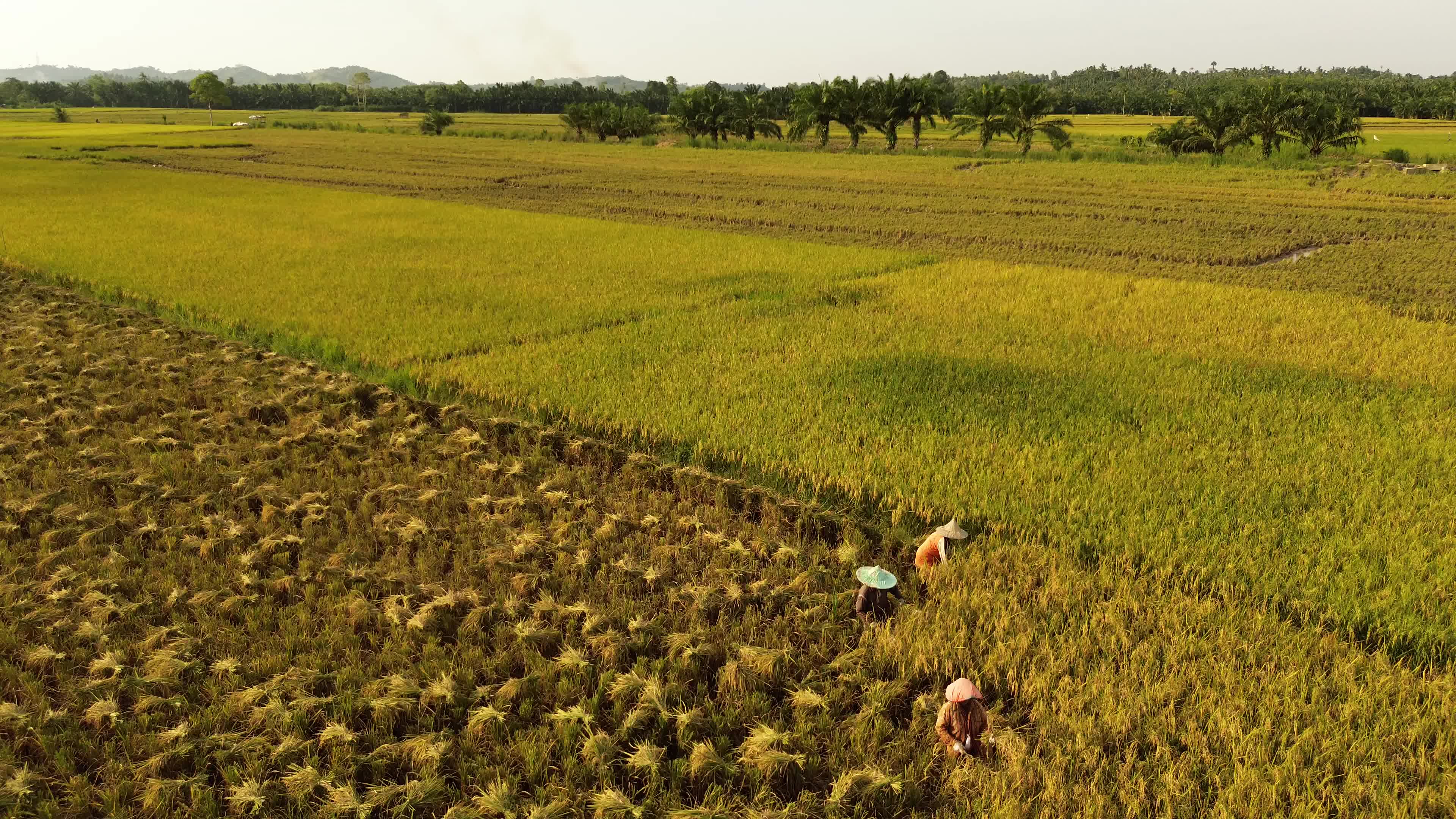 Rice Harvest in Aceh
