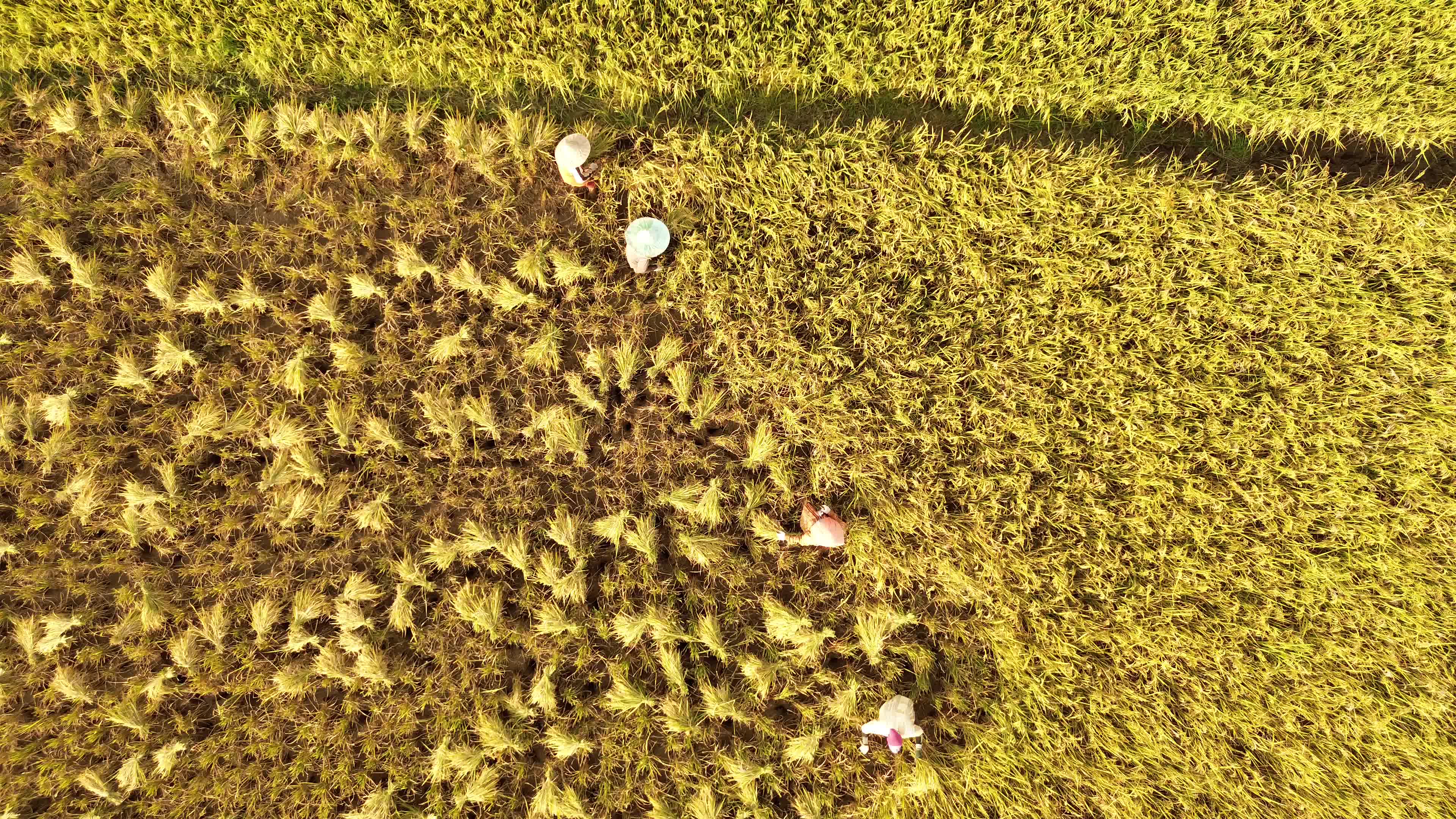 Rice Harvest in Aceh
