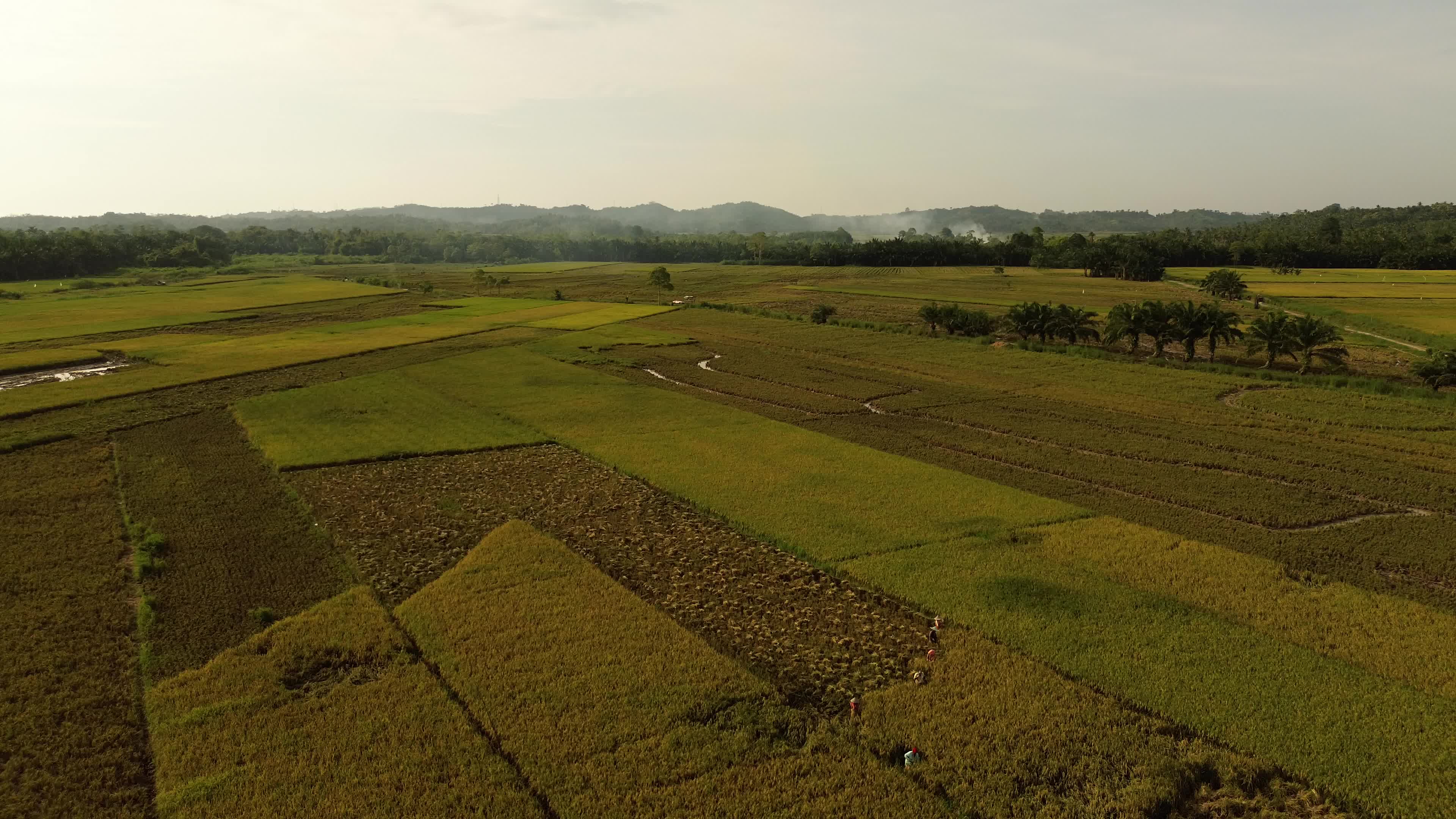 Rice Harvest in Aceh
