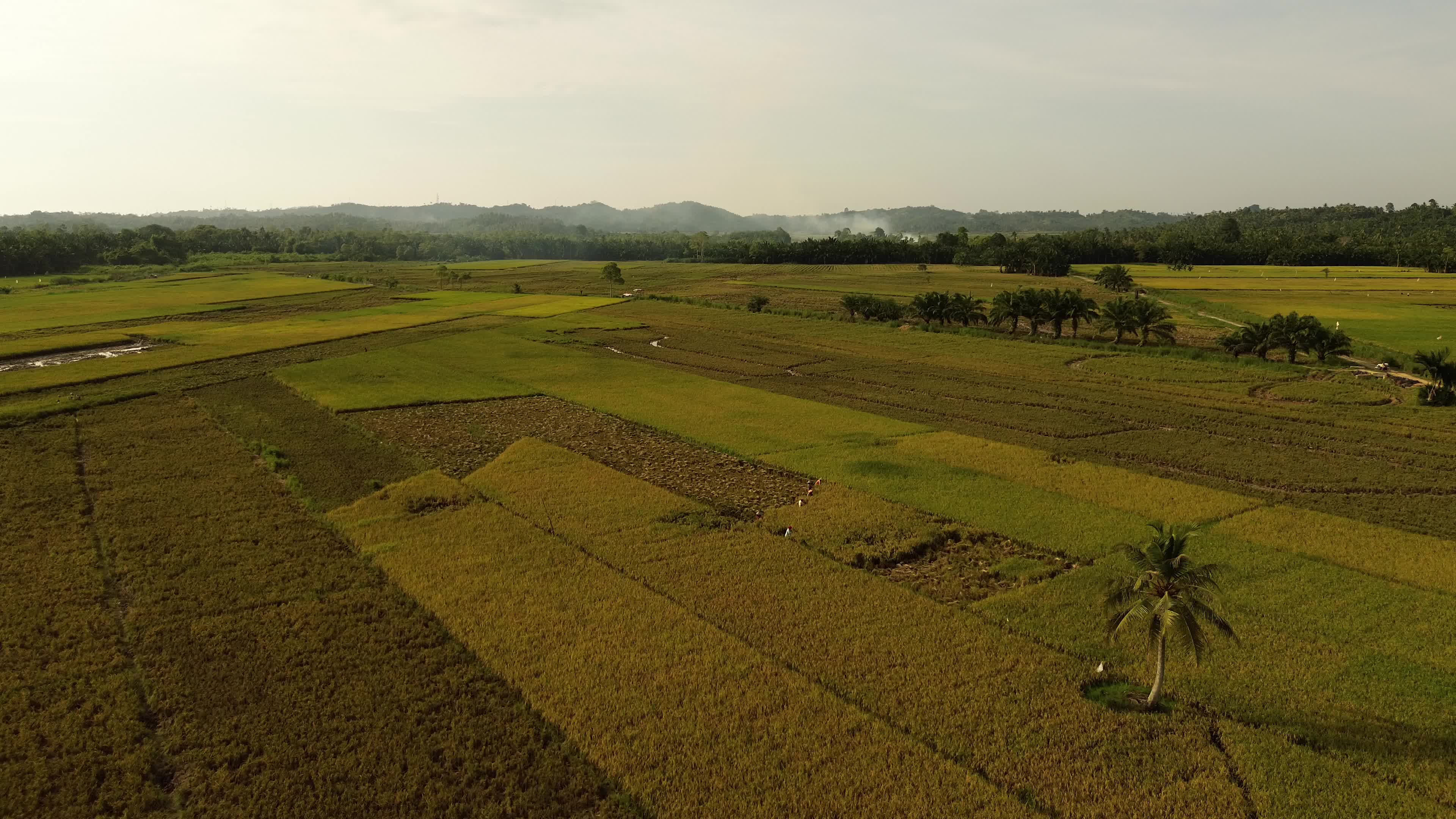 Rice Harvest in Aceh
