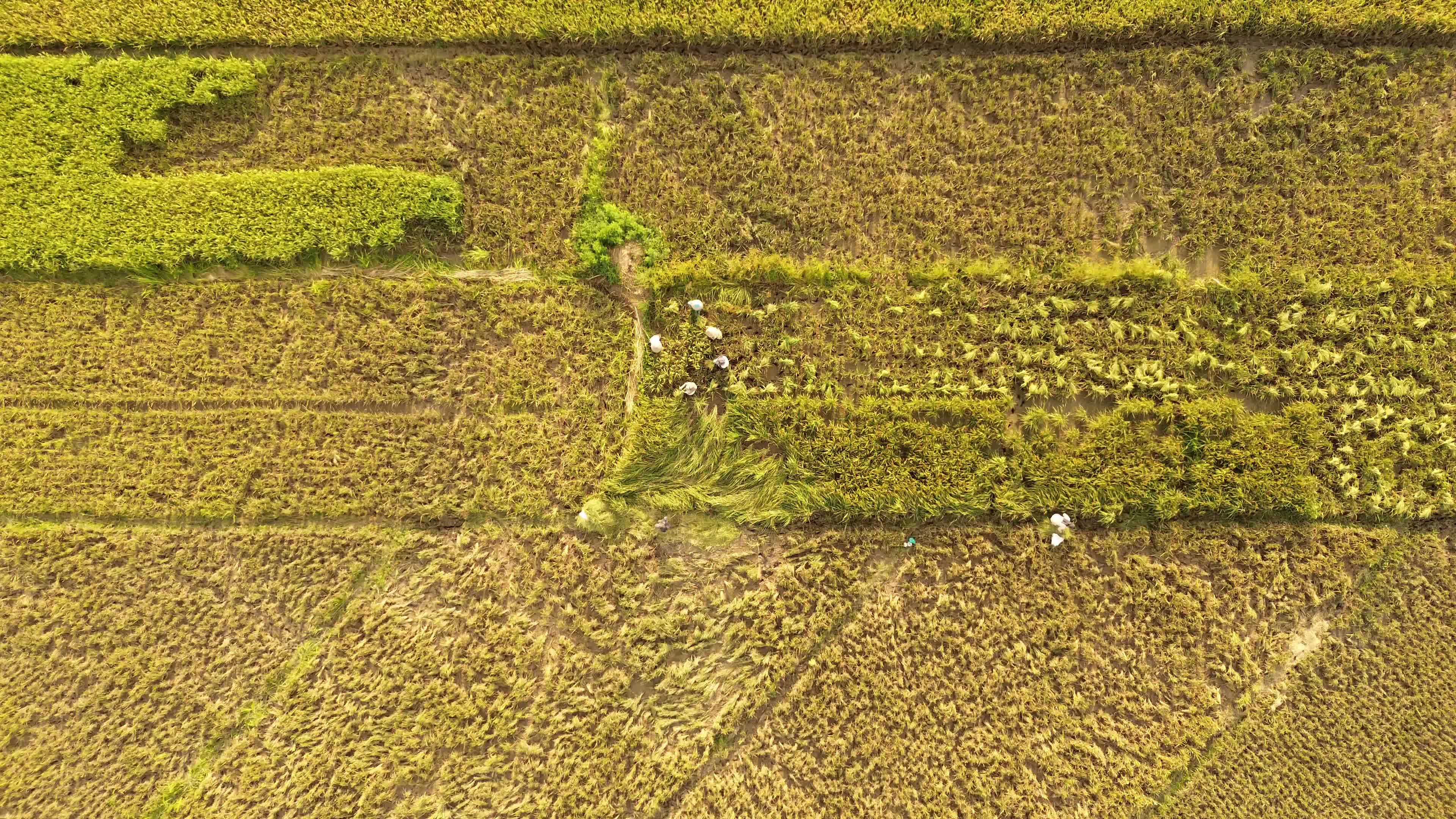 Rice Harvest in Aceh
