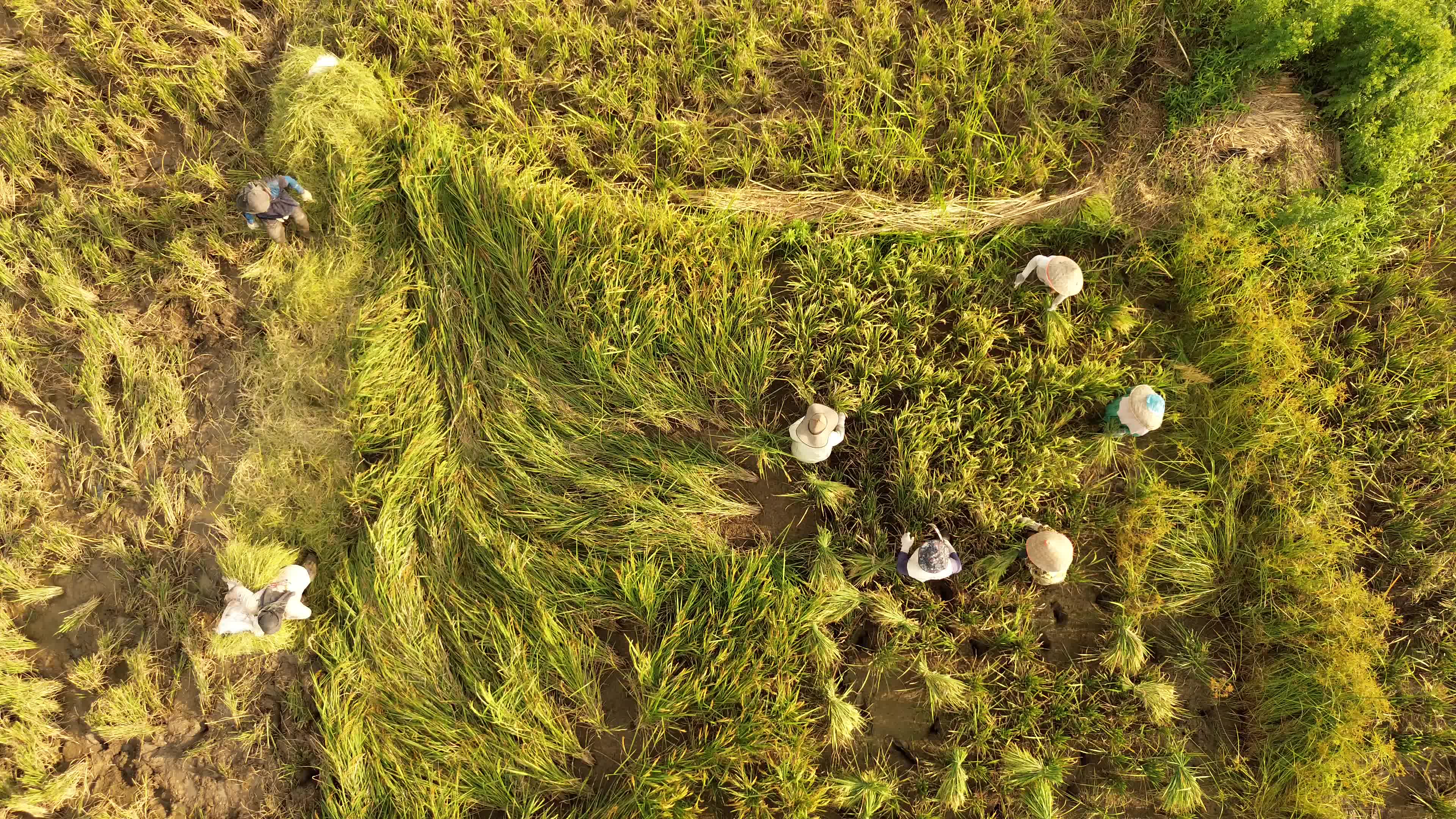 Rice Harvest in Aceh
