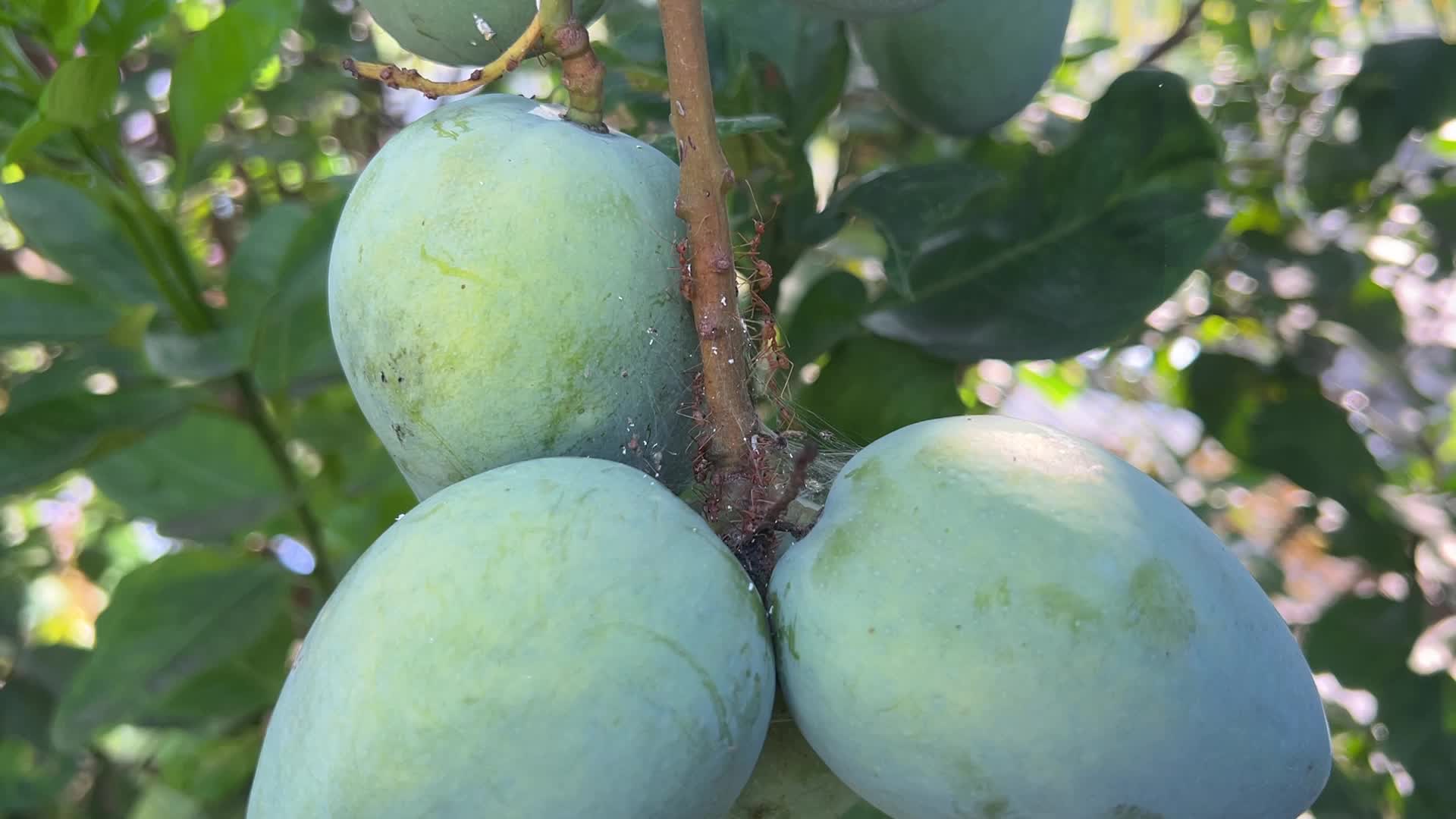 Mangoes in Kerala, India