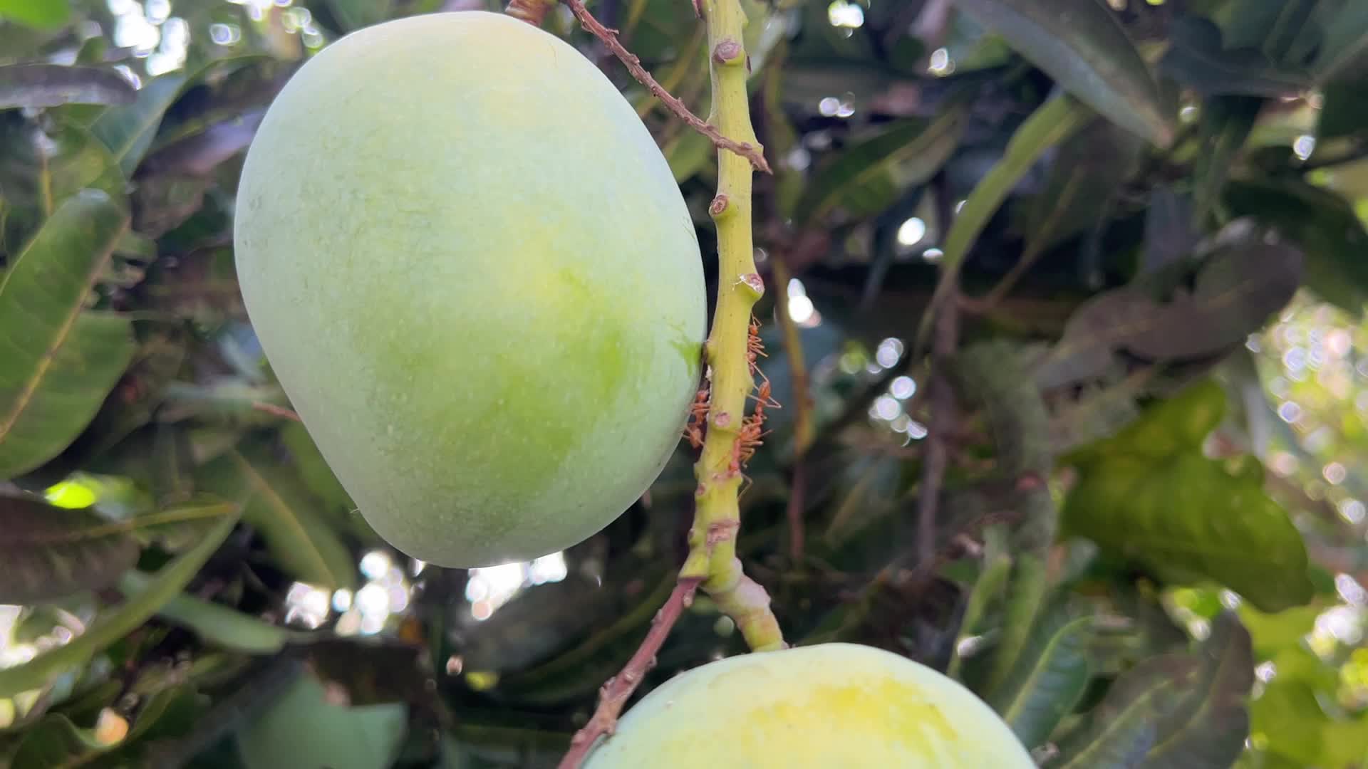 Mangoes in Kerala, India