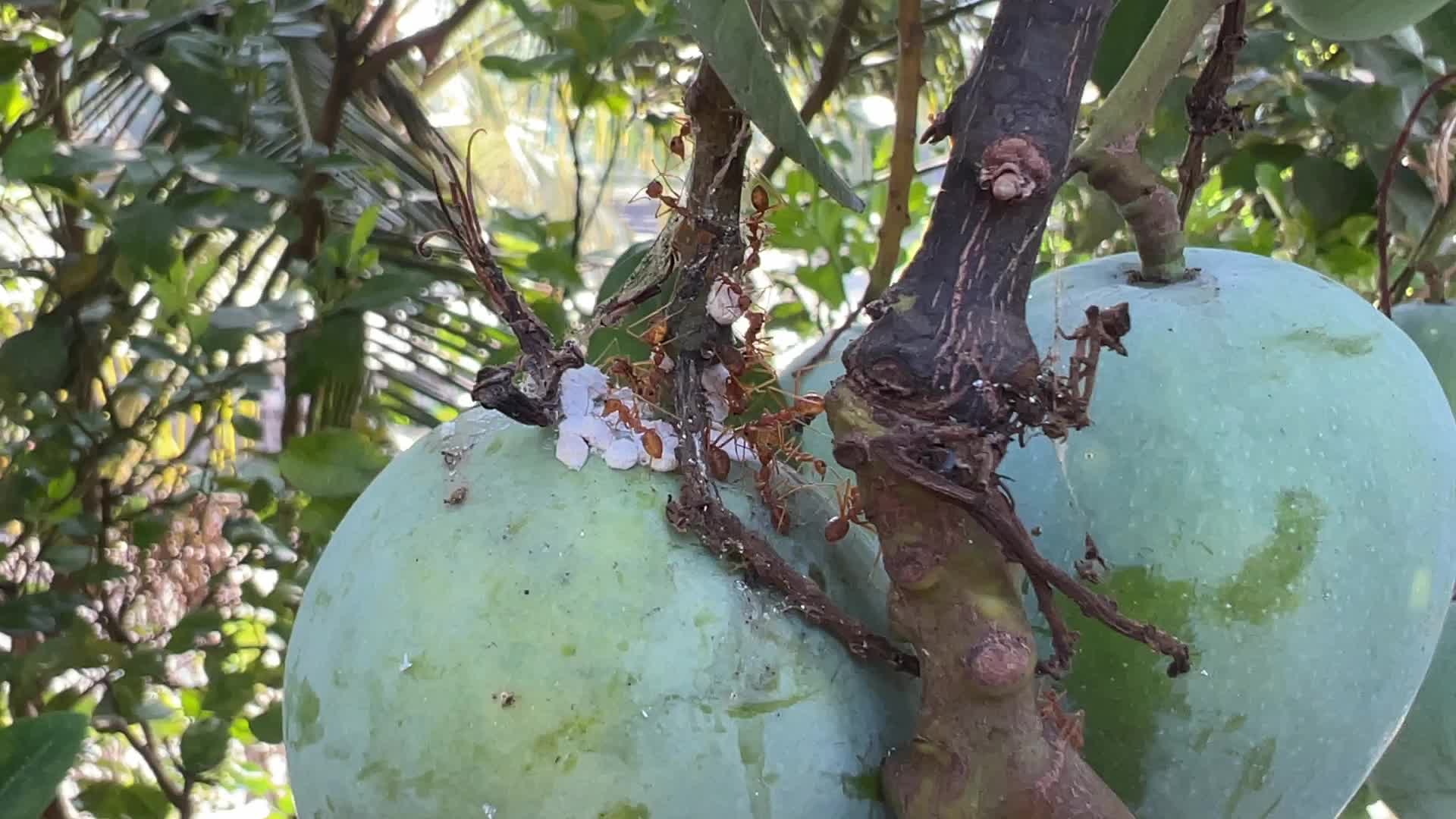 Mangoes in Kerala, India