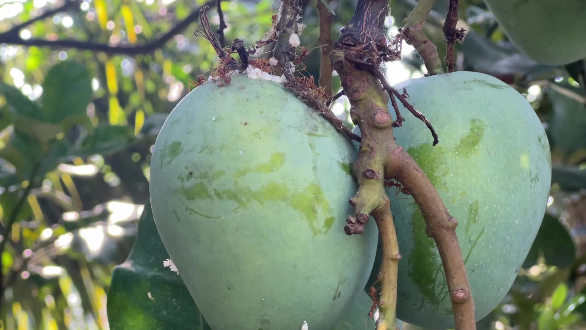 Mangoes in Kerala, India