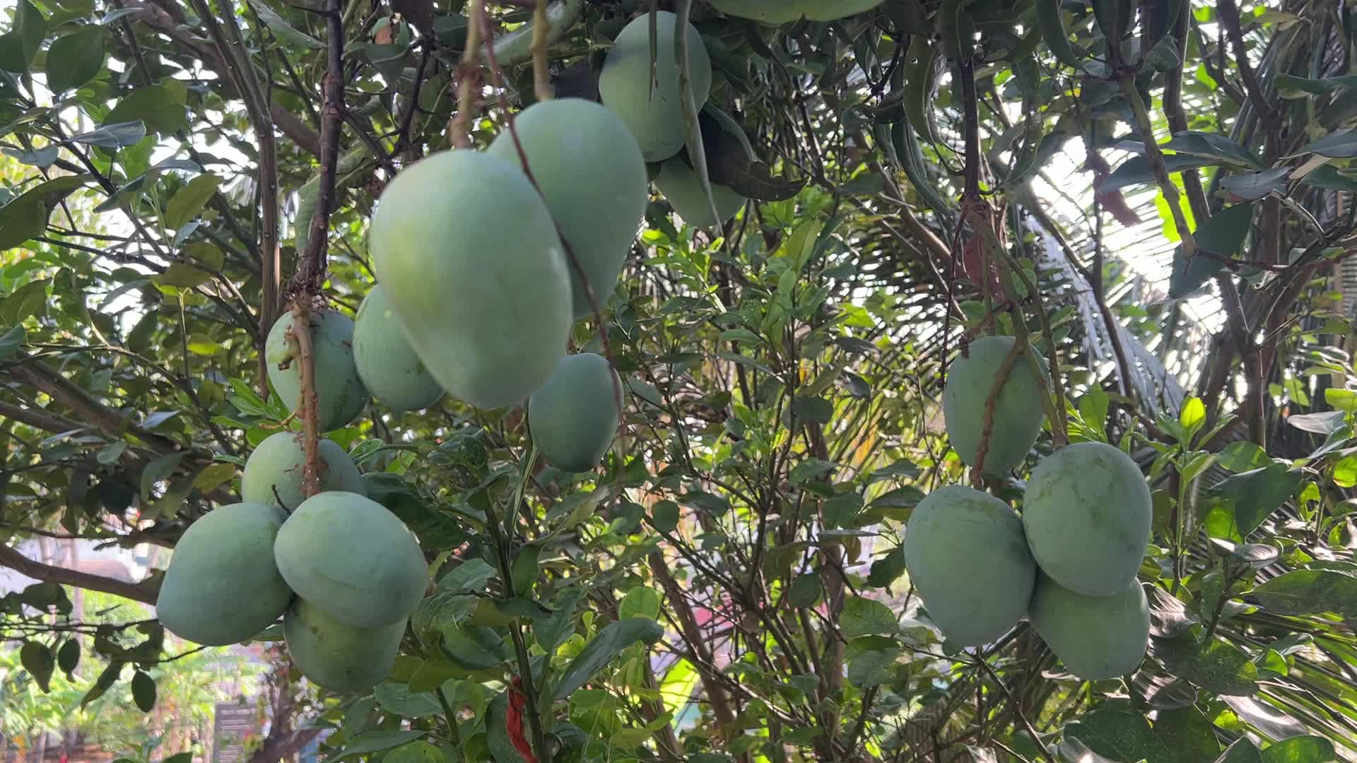 Mangoes in Kerala, India