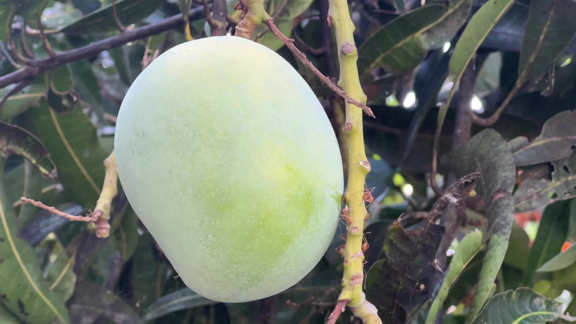 Mangoes in Kerala, India