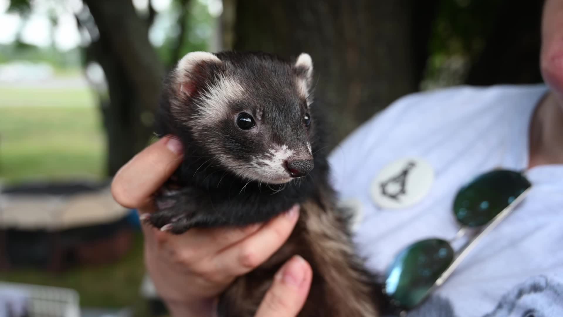 Warsaw Animal Day with pets for adoption