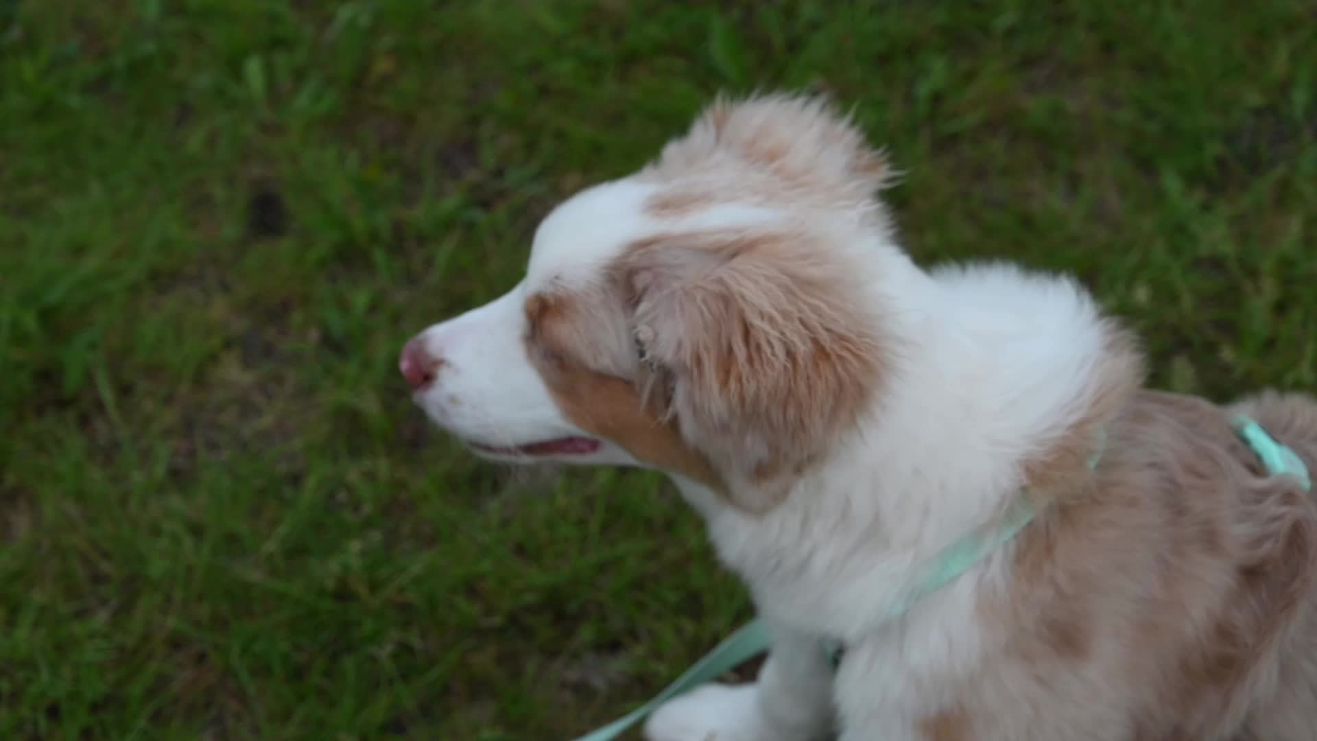 Warsaw Animal Day with pets for adoption