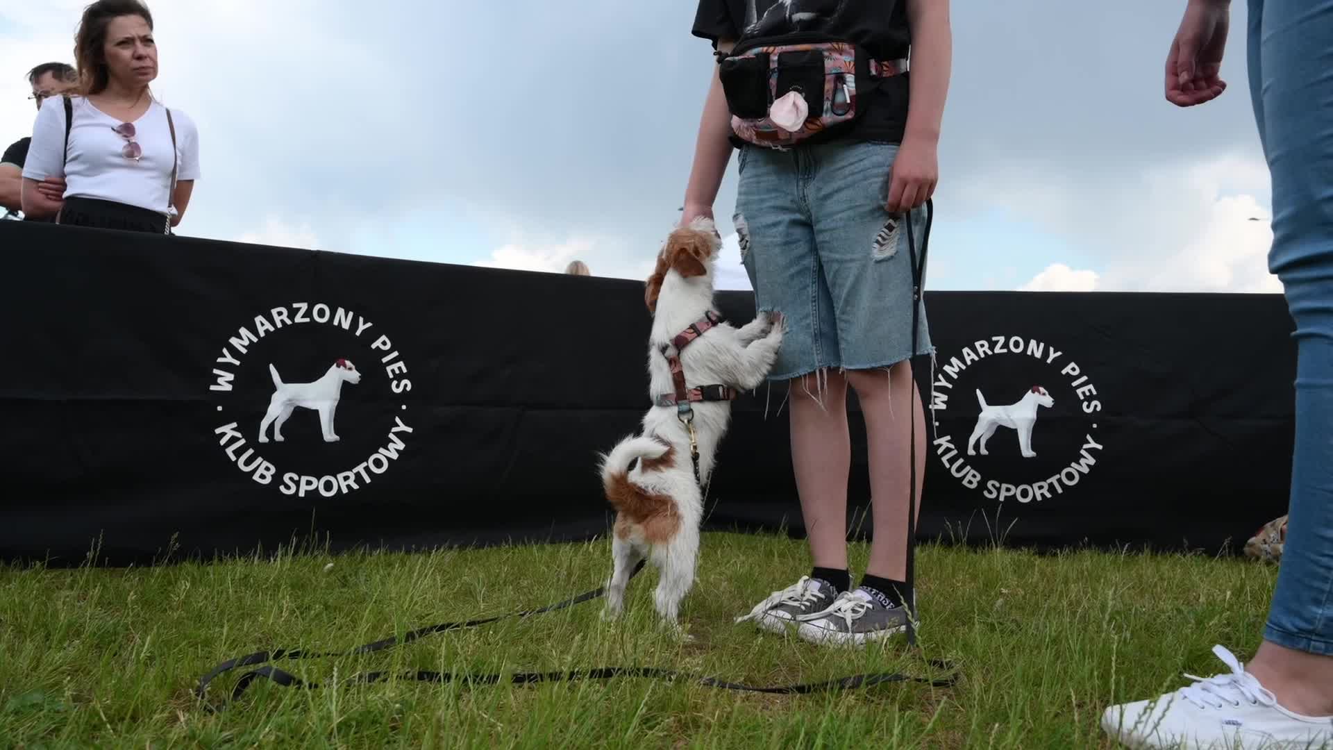 Warsaw Animal Day with pets for adoption