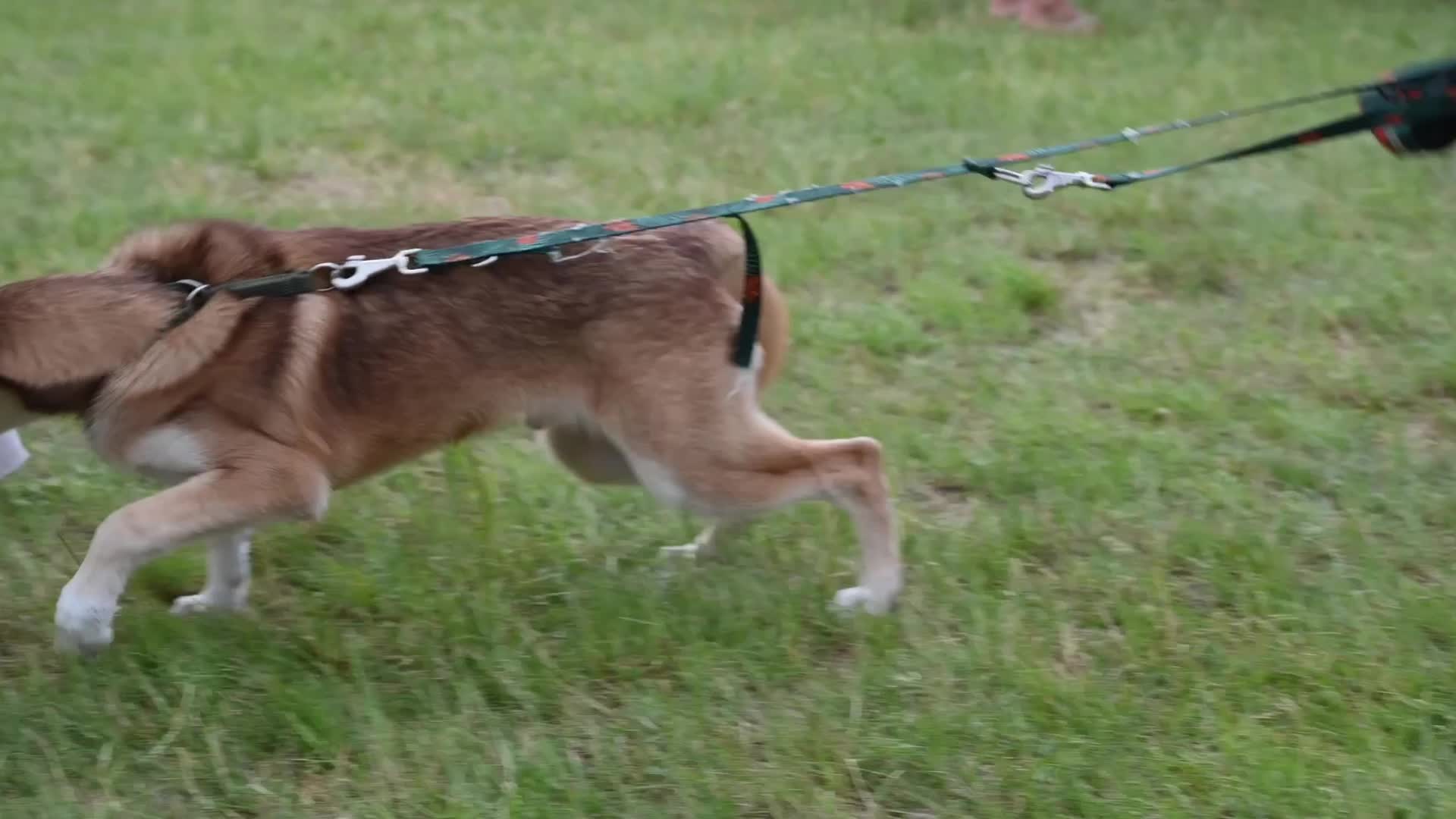 Warsaw Animal Day with pets for adoption
