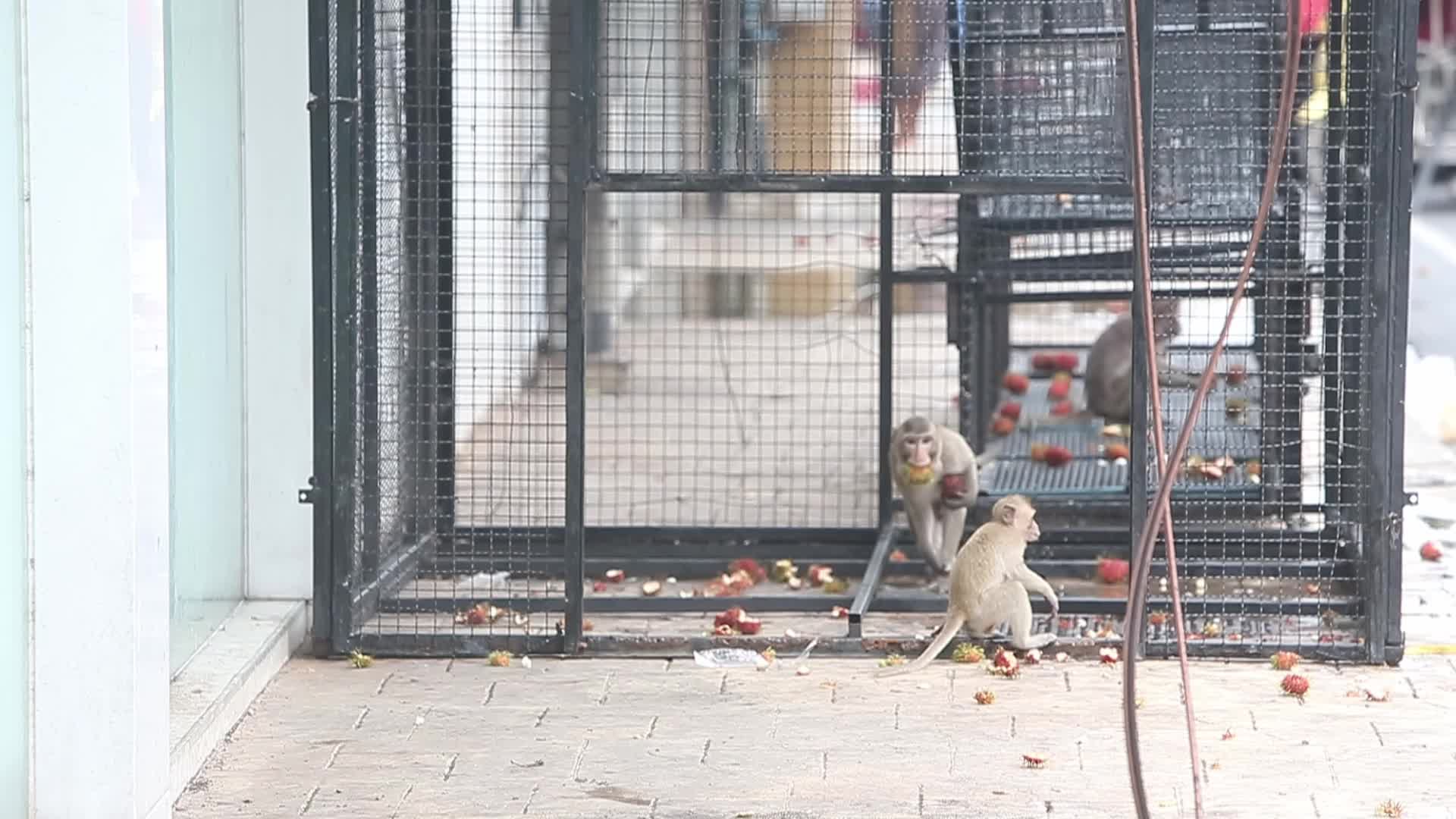 Monkey in Lopburi